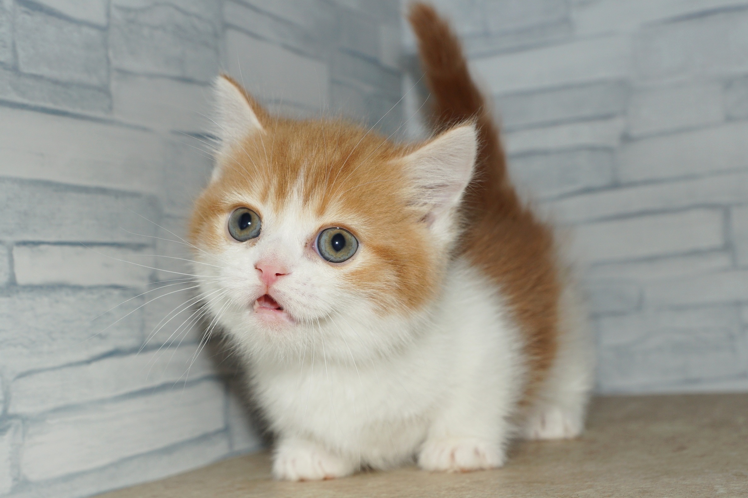 神奈川県のミヌエット (きくちペット湘南平塚店/2025年11月22日生まれ/男の子/レッドタビーホワイト)の子猫の4枚目の画像