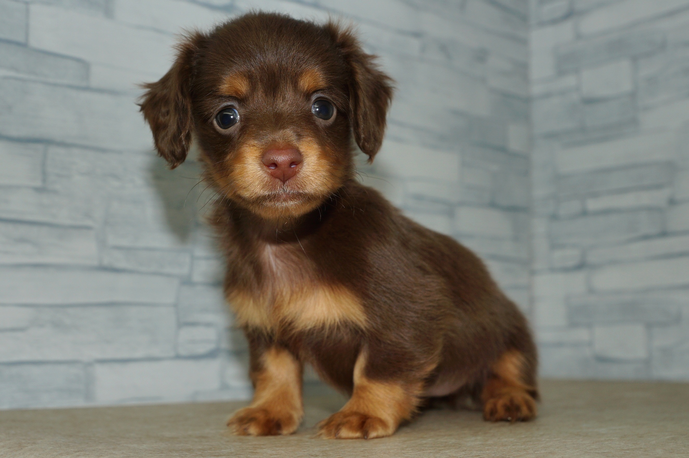 神奈川県のチワックス(チワワ×ダックス) (きくちペット湘南平塚店/2025年11月23日生まれ/女の子/チョコレートタン)の子犬の3枚目の画像