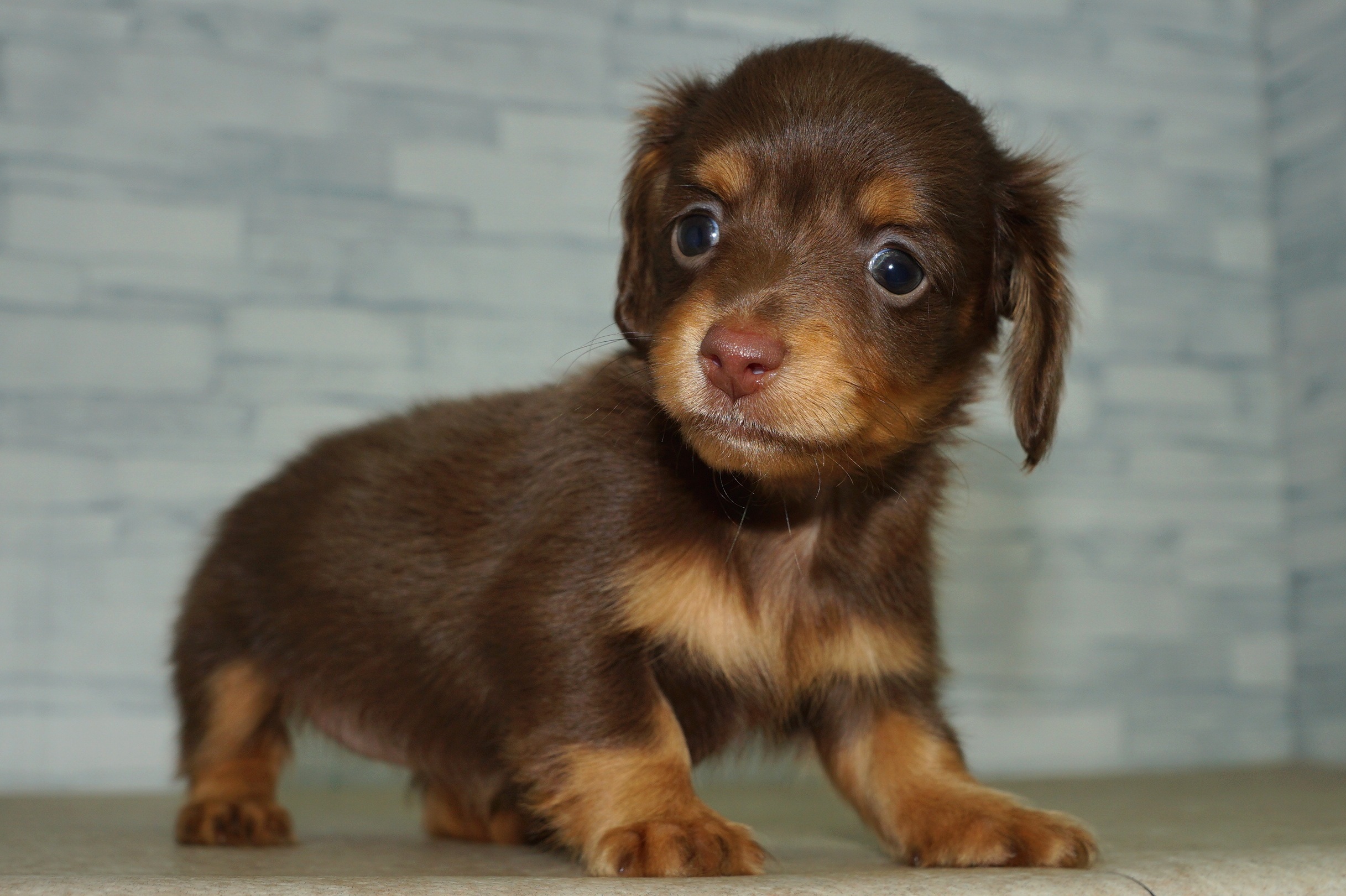 神奈川県のチワックス(チワワ×ダックス) (きくちペット湘南平塚店/2025年11月23日生まれ/女の子/チョコレートタン)の子犬の4枚目の画像