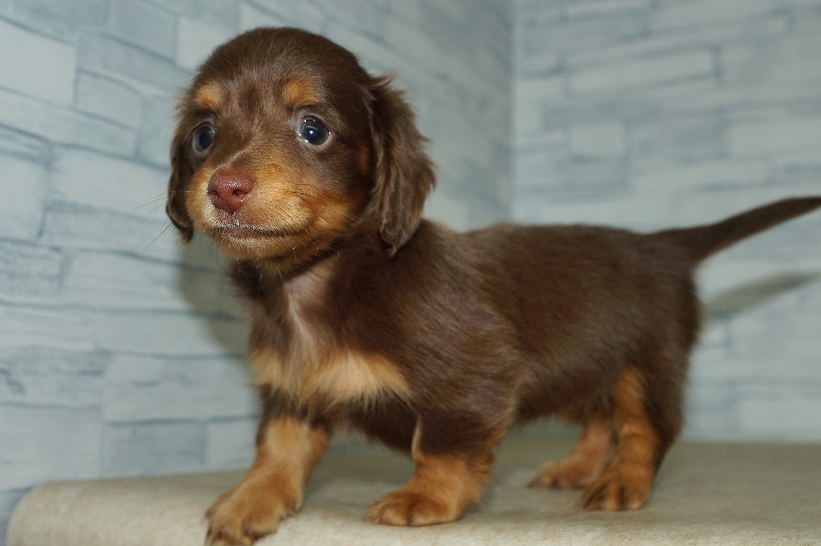 神奈川県のチワックス(チワワ×ダックス) (きくちペット湘南平塚店/2025年11月23日生まれ/女の子/チョコレートタン)の子犬の2枚目の画像