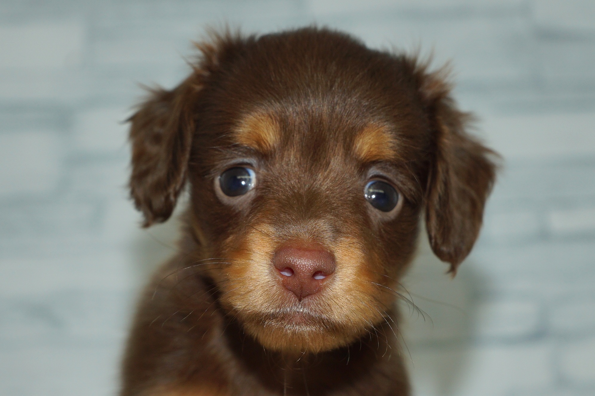 神奈川県のチワックス(チワワ×ダックス) (きくちペット湘南平塚店/2025年11月23日生まれ/女の子/チョコレートタン)の子犬の1枚目の画像