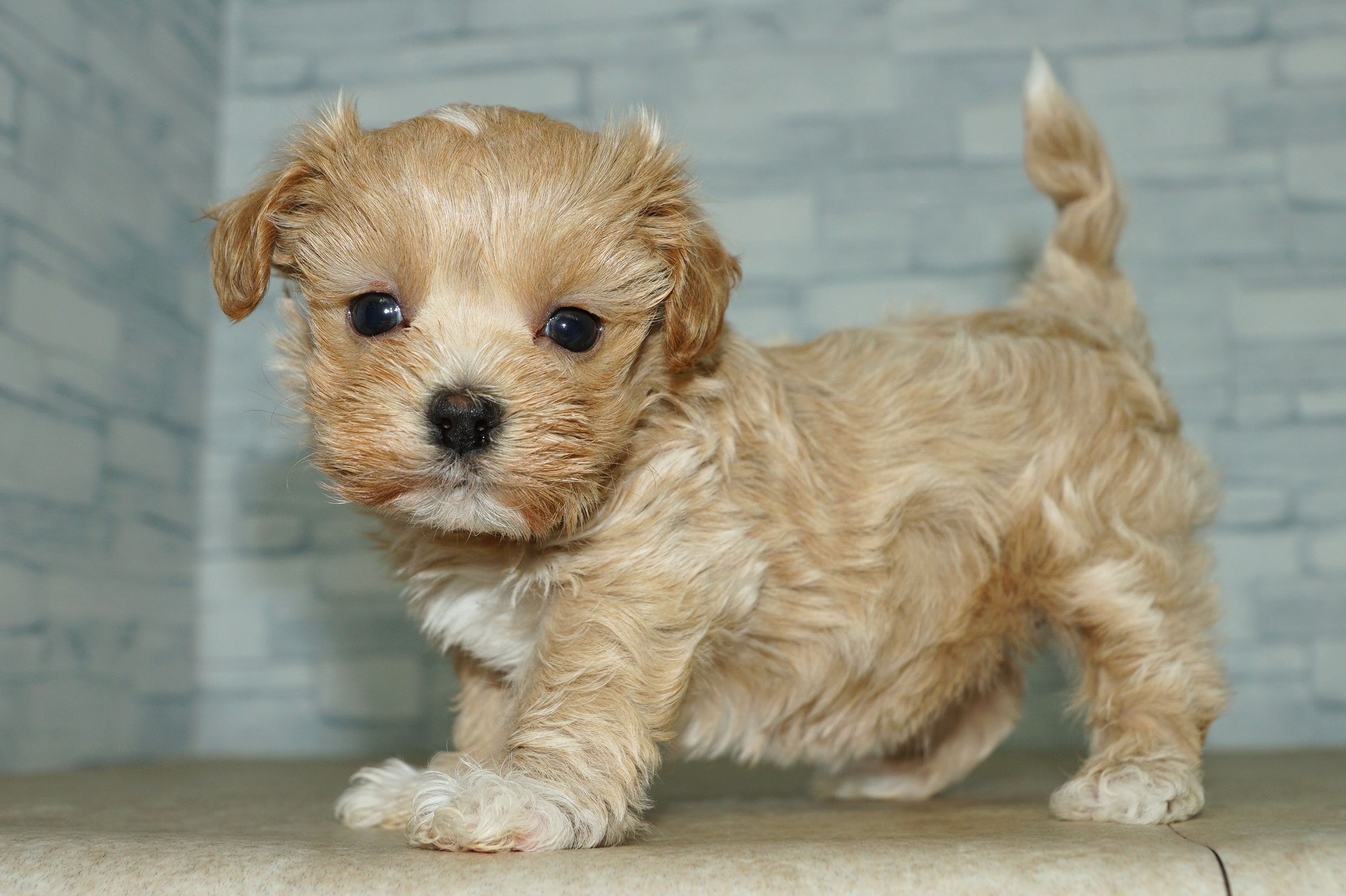 神奈川県のマルプー(マルチーズ×プードル) (きくちペット湘南平塚店/2025年11月21日生まれ/女の子/アプリコットホワイト)の子犬の3枚目の画像