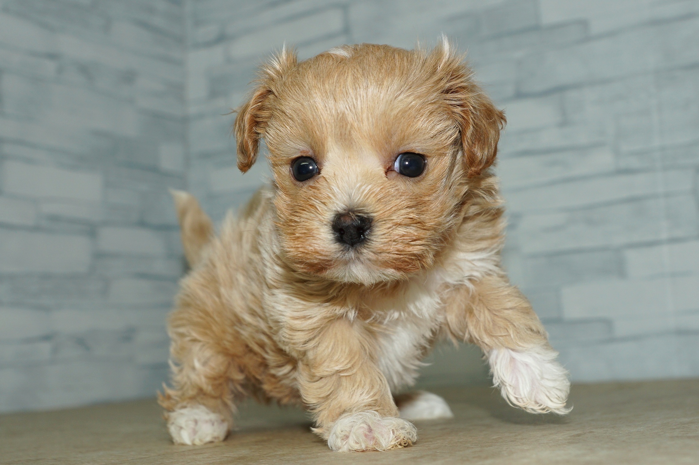 神奈川県のマルプー(マルチーズ×プードル) (きくちペット湘南平塚店/2025年11月21日生まれ/女の子/アプリコットホワイト)の子犬の2枚目の画像