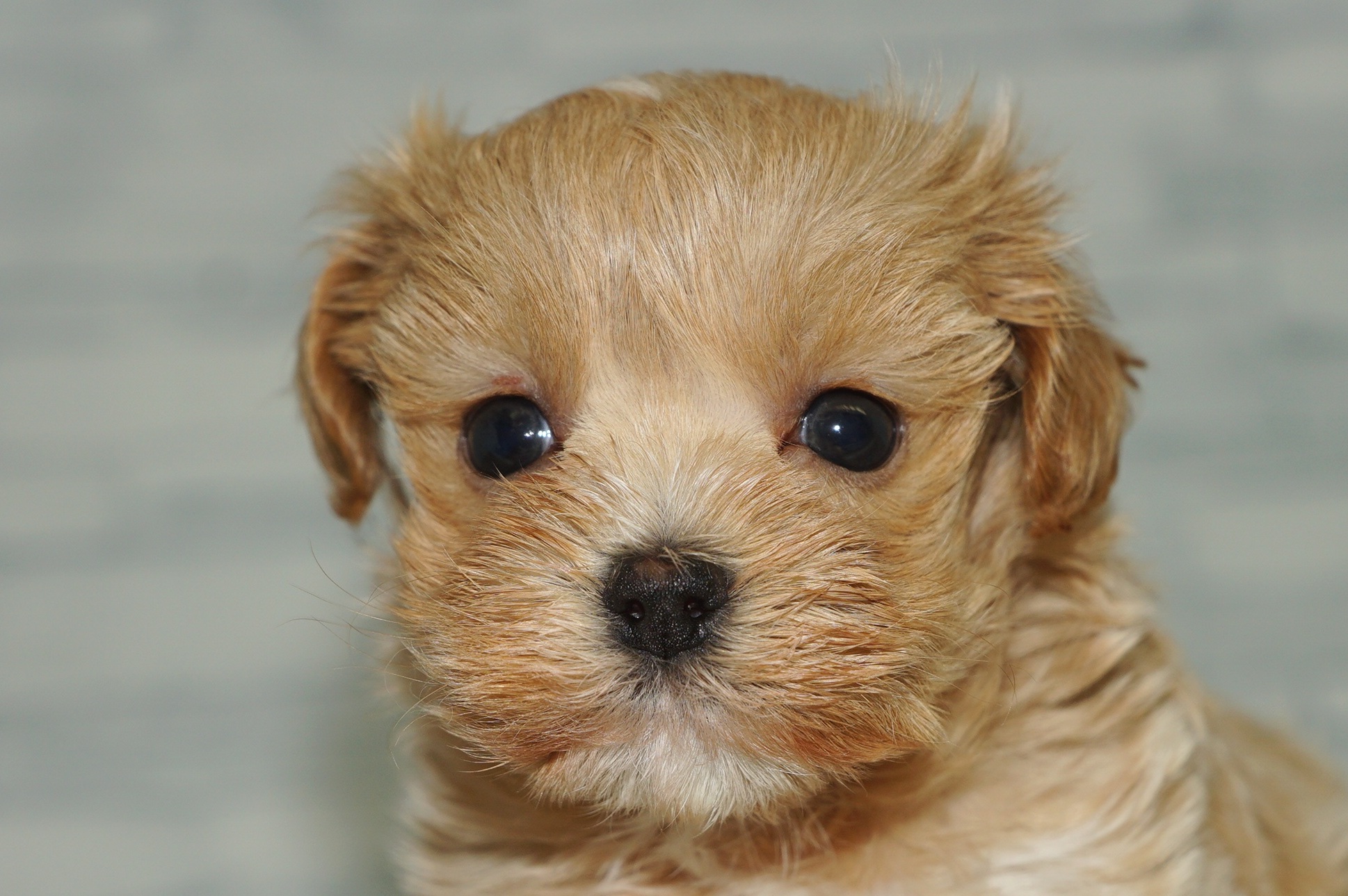 神奈川県のマルプー(マルチーズ×プードル) (きくちペット湘南平塚店/2025年11月21日生まれ/女の子/アプリコットホワイト)の子犬の1枚目の画像