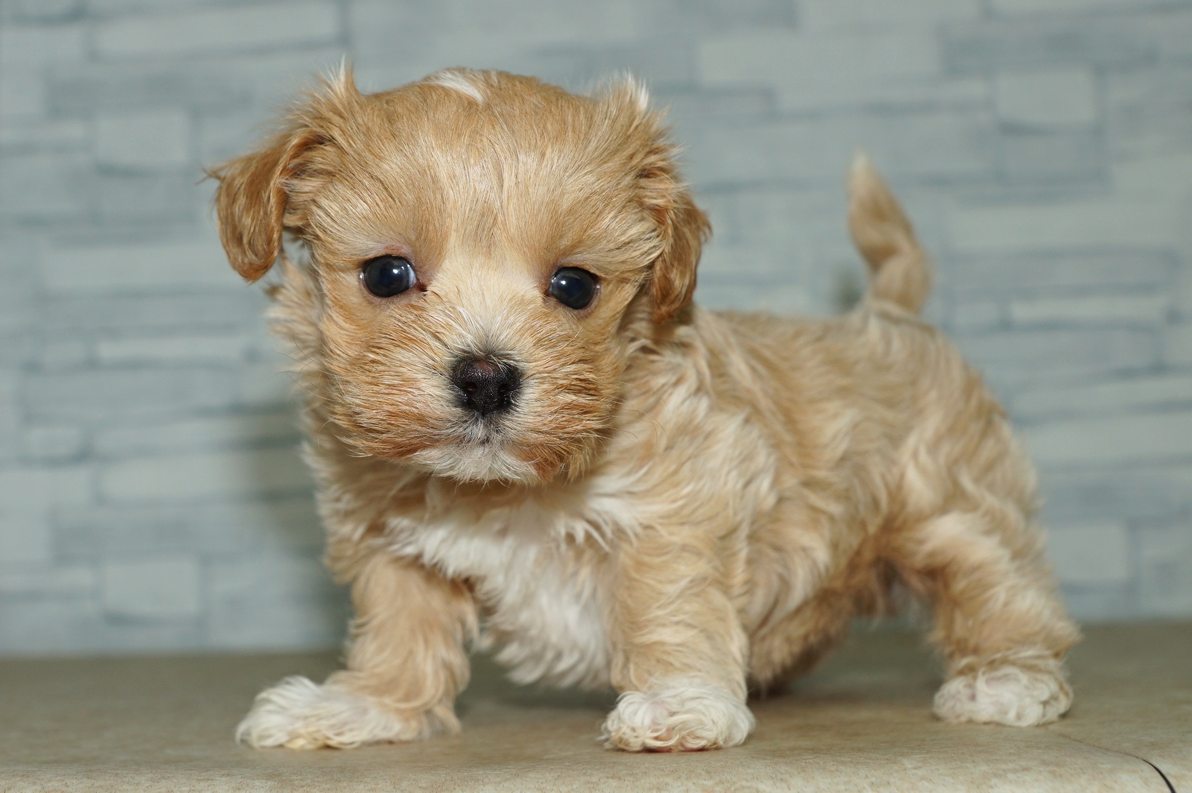 神奈川県のマルプー(マルチーズ×プードル) (きくちペット湘南平塚店/2025年11月21日生まれ/女の子/アプリコットホワイト)の子犬の4枚目の画像