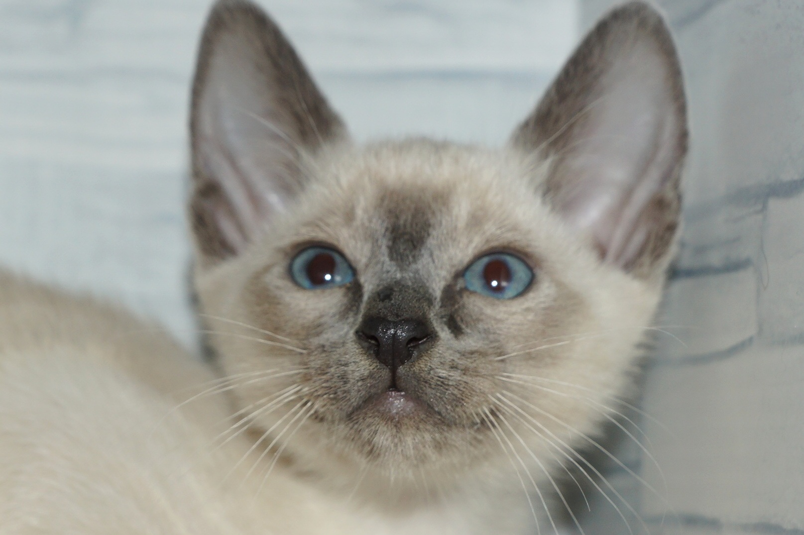 神奈川県のその他の仔ねこ (きくちペット湘南平塚店/2025年11月23日生まれ/男の子/ブルーポイント)の子猫の1枚目の画像