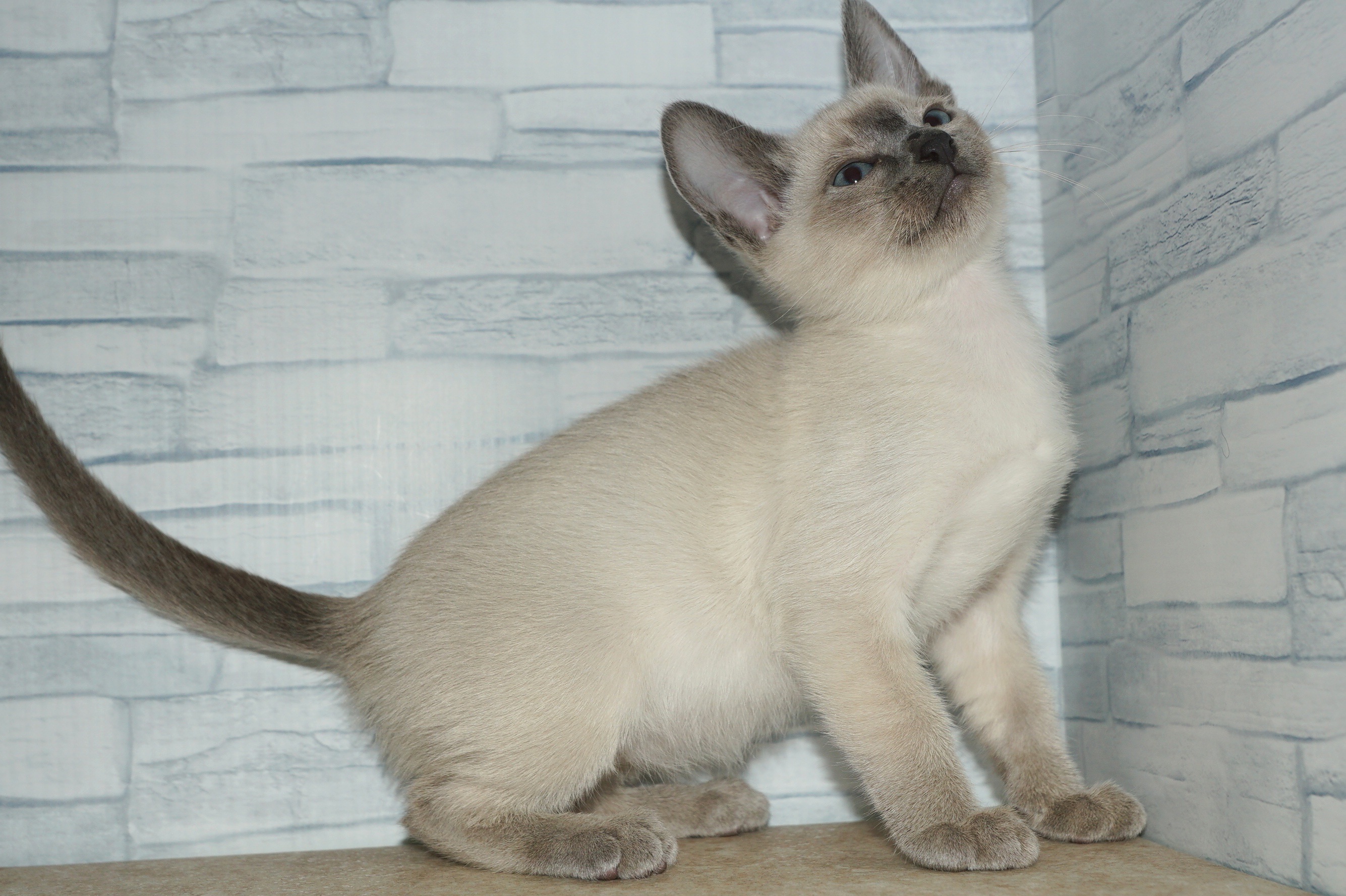 神奈川県のその他の仔ねこ (きくちペット湘南平塚店/2025年11月23日生まれ/男の子/ブルーポイント)の子猫の4枚目の画像