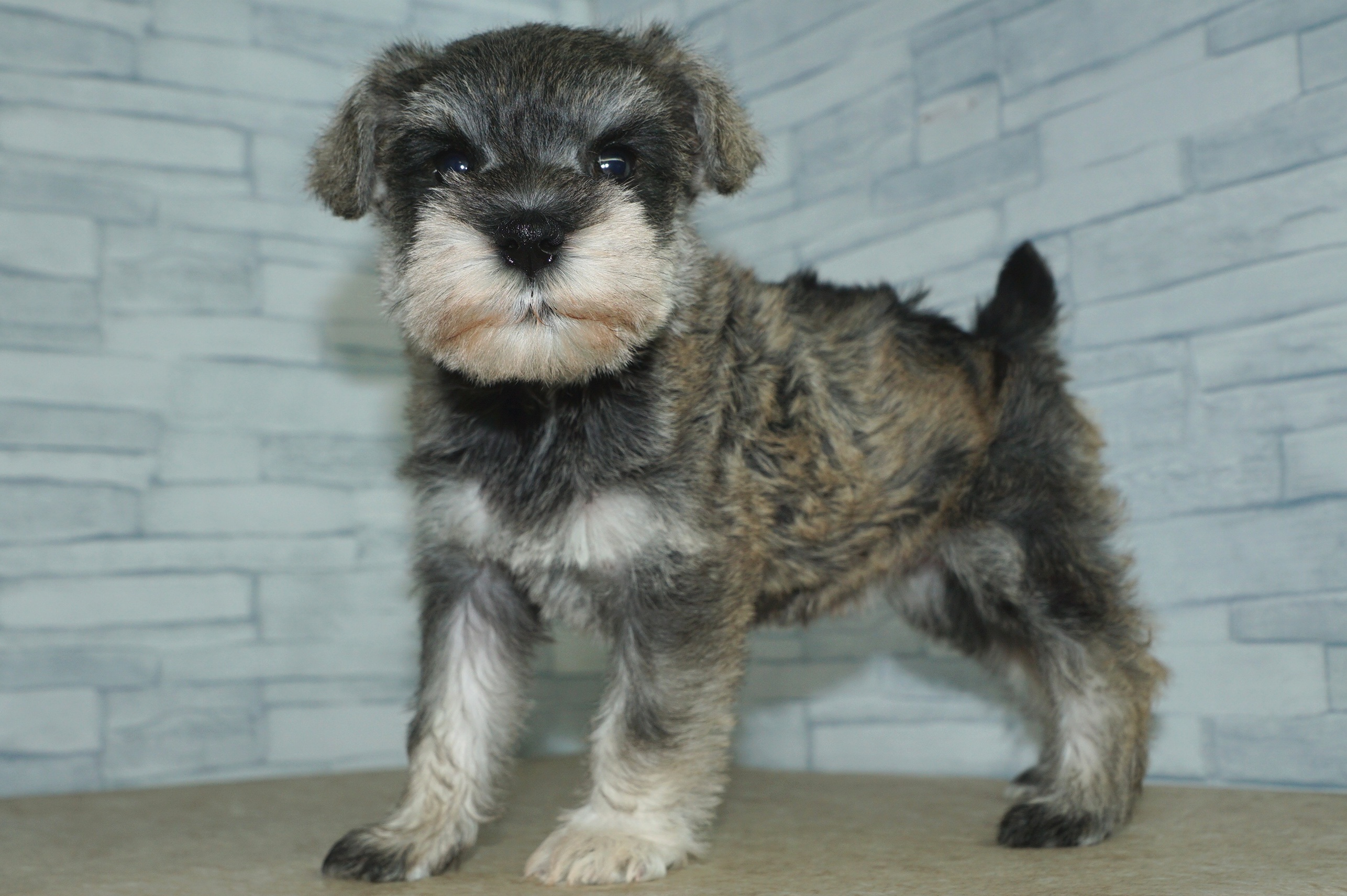 神奈川県のミニチュアシュナウザー (きくちペット湘南平塚店/2025年11月22日生まれ/女の子/ソルトペッパー)の子犬の4枚目の画像