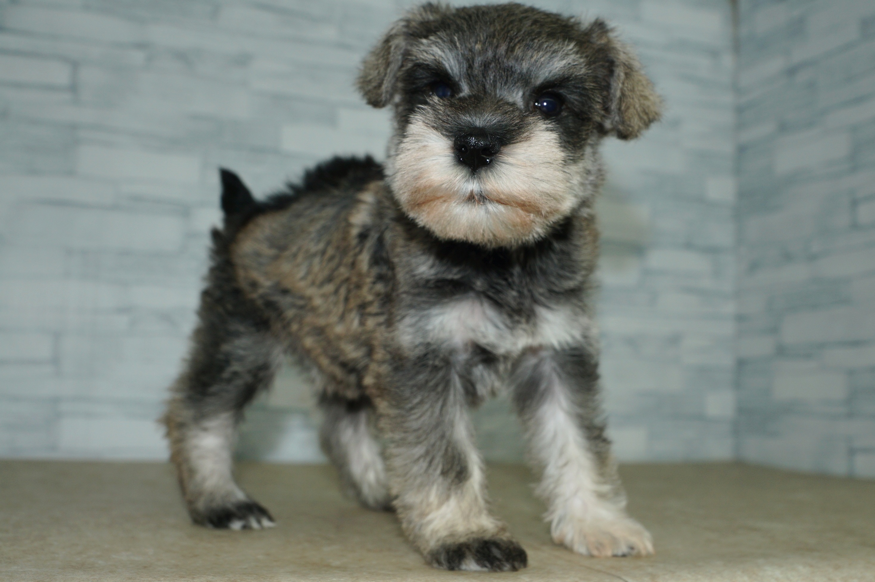 神奈川県のミニチュアシュナウザー (きくちペット湘南平塚店/2025年11月22日生まれ/女の子/ソルトペッパー)の子犬の2枚目の画像