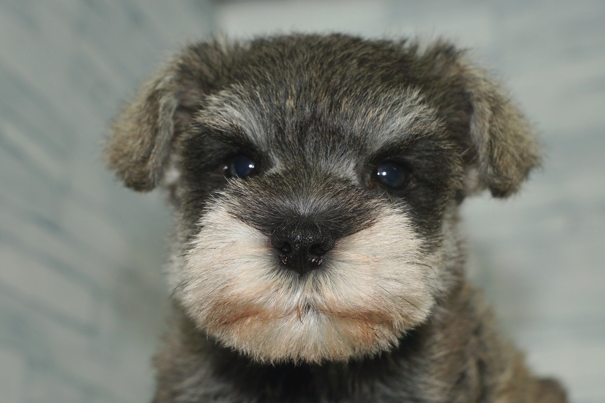 神奈川県のミニチュアシュナウザー (きくちペット湘南平塚店/2025年11月22日生まれ/女の子/ソルトペッパー)の子犬の1枚目の画像