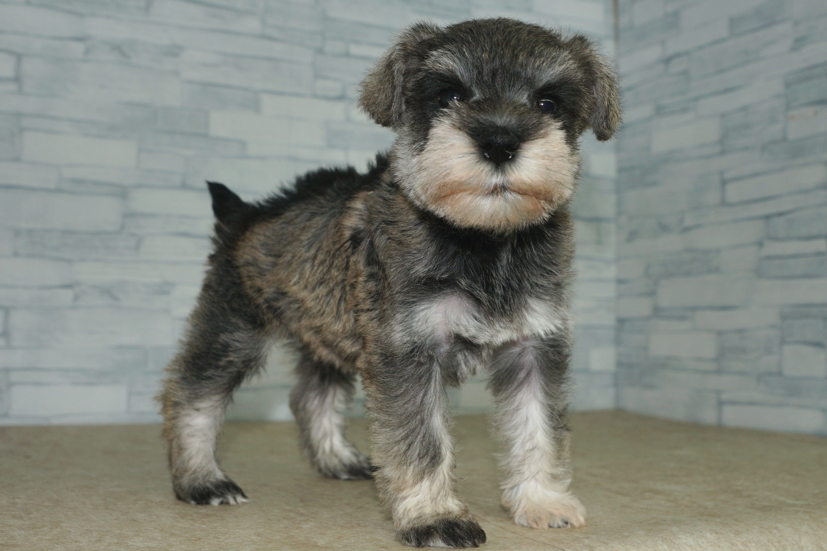 神奈川県のミニチュアシュナウザー (きくちペット湘南平塚店/2025年11月22日生まれ/女の子/ソルトペッパー)の子犬の3枚目の画像