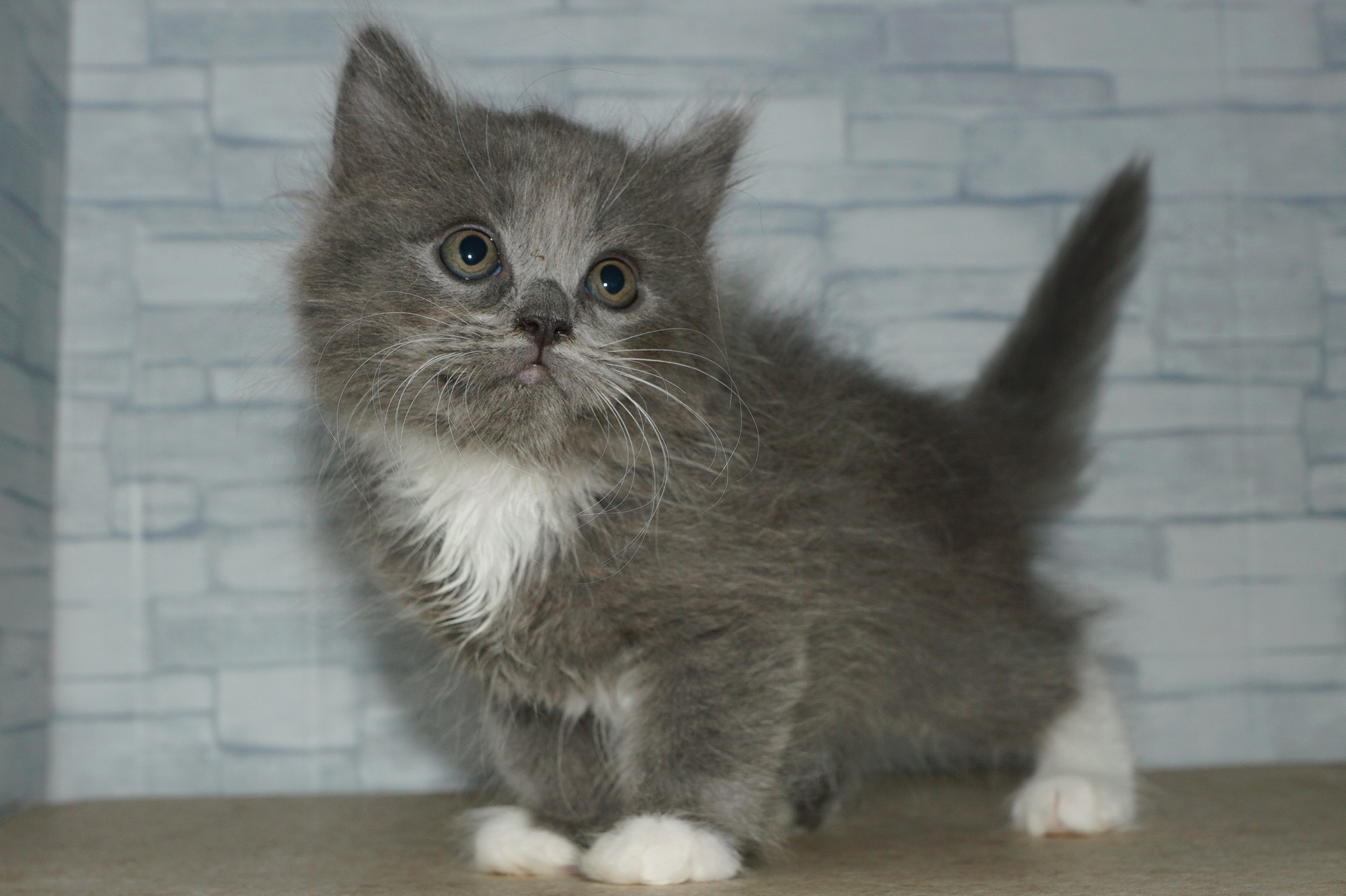 神奈川県のハーフ猫・ミックス猫 (きくちペット湘南平塚店/2025年12月11日生まれ/男の子/ブルーホワイト)の子猫の4枚目の画像