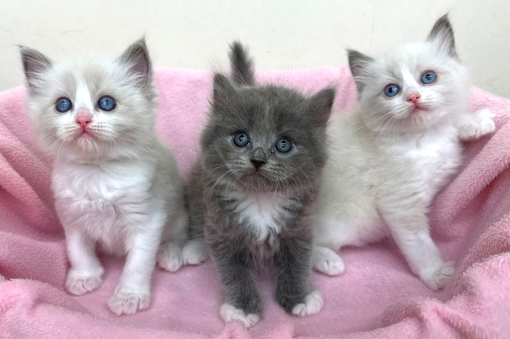 神奈川県のハーフ猫・ミックス猫 (きくちペット南足柄本店/2025年12月11日生まれ/男の子/ブルーホワイト)の子猫の3枚目の画像