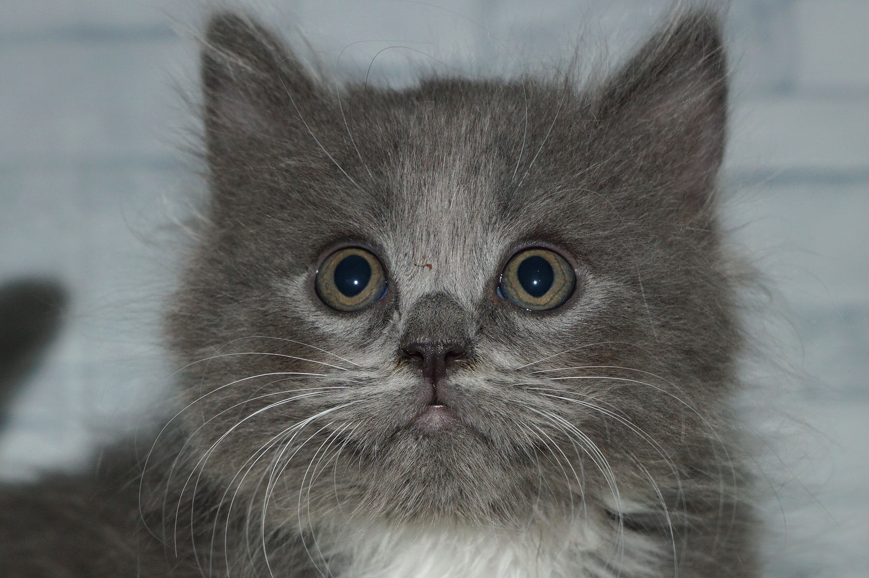 神奈川県のハーフ猫・ミックス猫 (きくちペット湘南平塚店/2025年12月11日生まれ/男の子/ブルーホワイト)の子猫の1枚目の画像