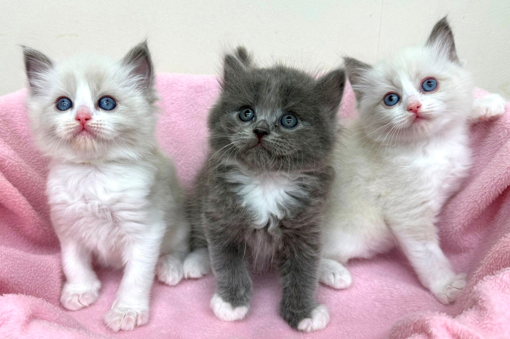 神奈川県のハーフ猫・ミックス猫 (きくちペット南足柄本店/2025年12月11日生まれ/男の子/ブルーホワイト)の子猫の2枚目の画像