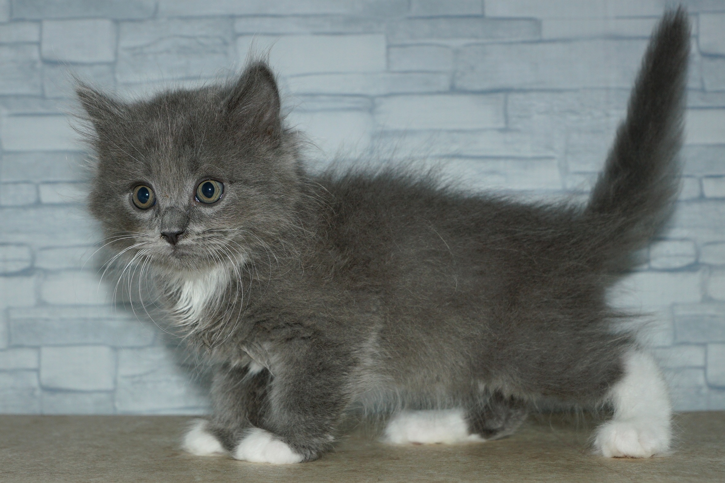 神奈川県のハーフ猫・ミックス猫 (きくちペット湘南平塚店/2025年12月11日生まれ/男の子/ブルーホワイト)の子猫の3枚目の画像