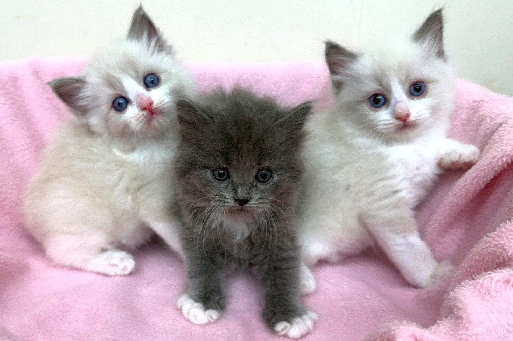 神奈川県のハーフ猫・ミックス猫 (きくちペット南足柄本店/2025年12月11日生まれ/男の子/ブルーホワイト)の子猫の4枚目の画像