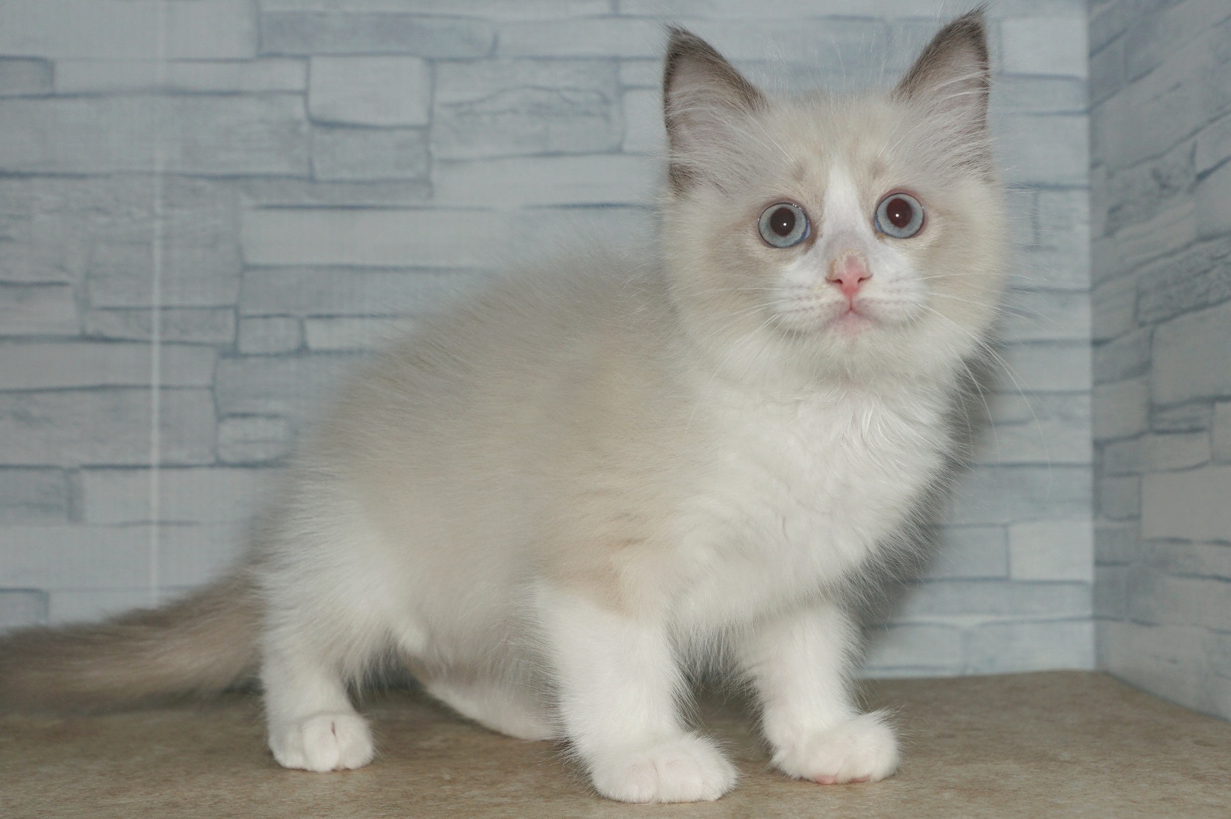 神奈川県のハーフ猫・ミックス猫 (きくちペット湘南平塚店/2025年12月11日生まれ/男の子/ブルーポイントバイカラー)の子猫の3枚目の画像