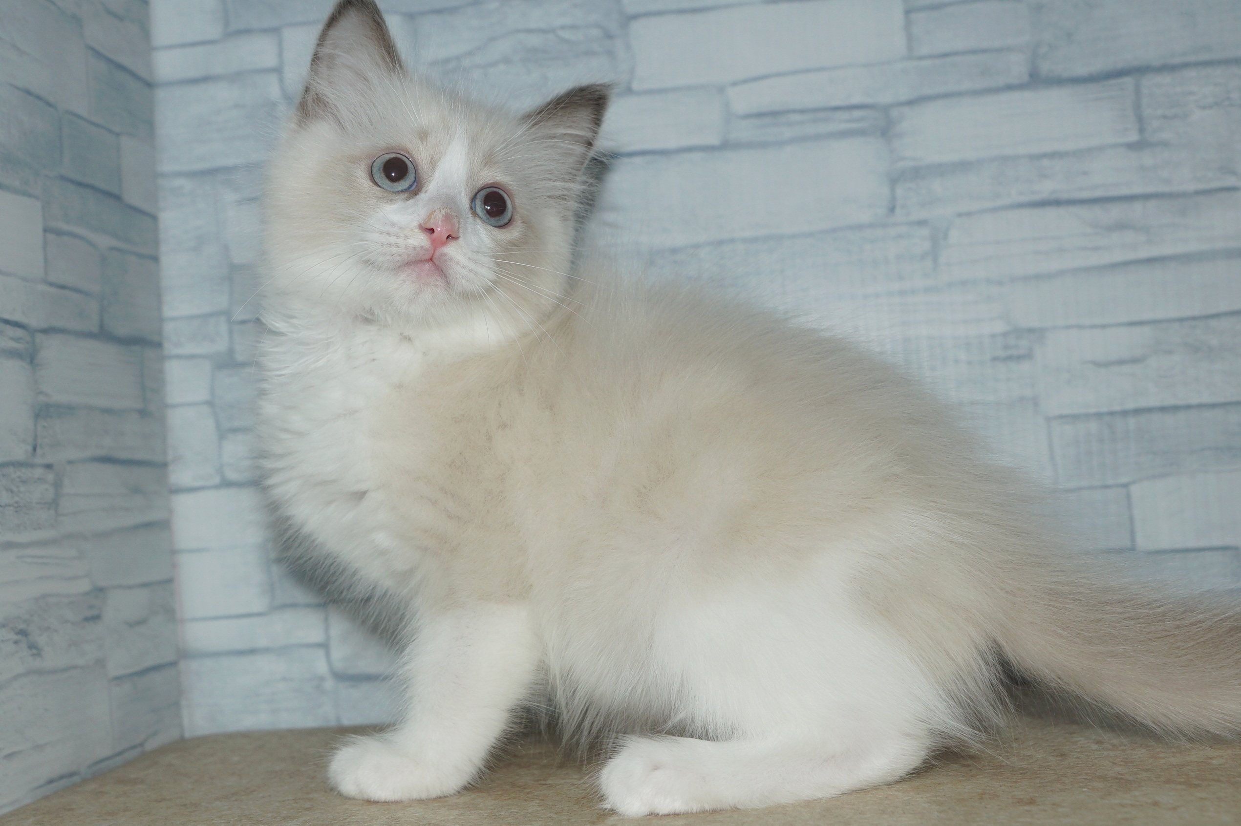 神奈川県のハーフ猫・ミックス猫 (きくちペット湘南平塚店/2025年12月11日生まれ/男の子/ブルーポイントバイカラー)の子猫の2枚目の画像