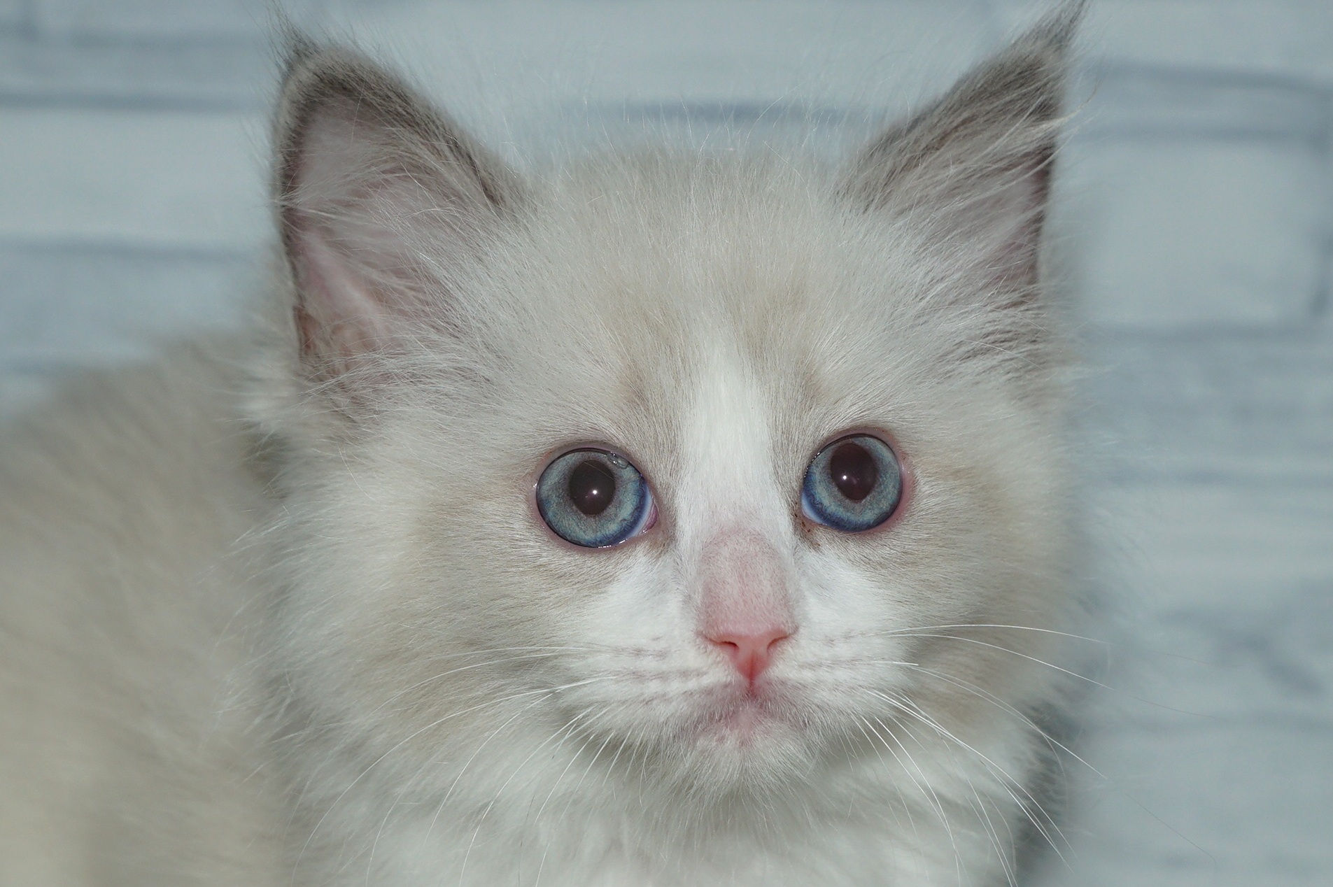 神奈川県のハーフ猫・ミックス猫 (きくちペット湘南平塚店/2025年12月11日生まれ/男の子/ブルーポイントバイカラー)の子猫の1枚目の画像