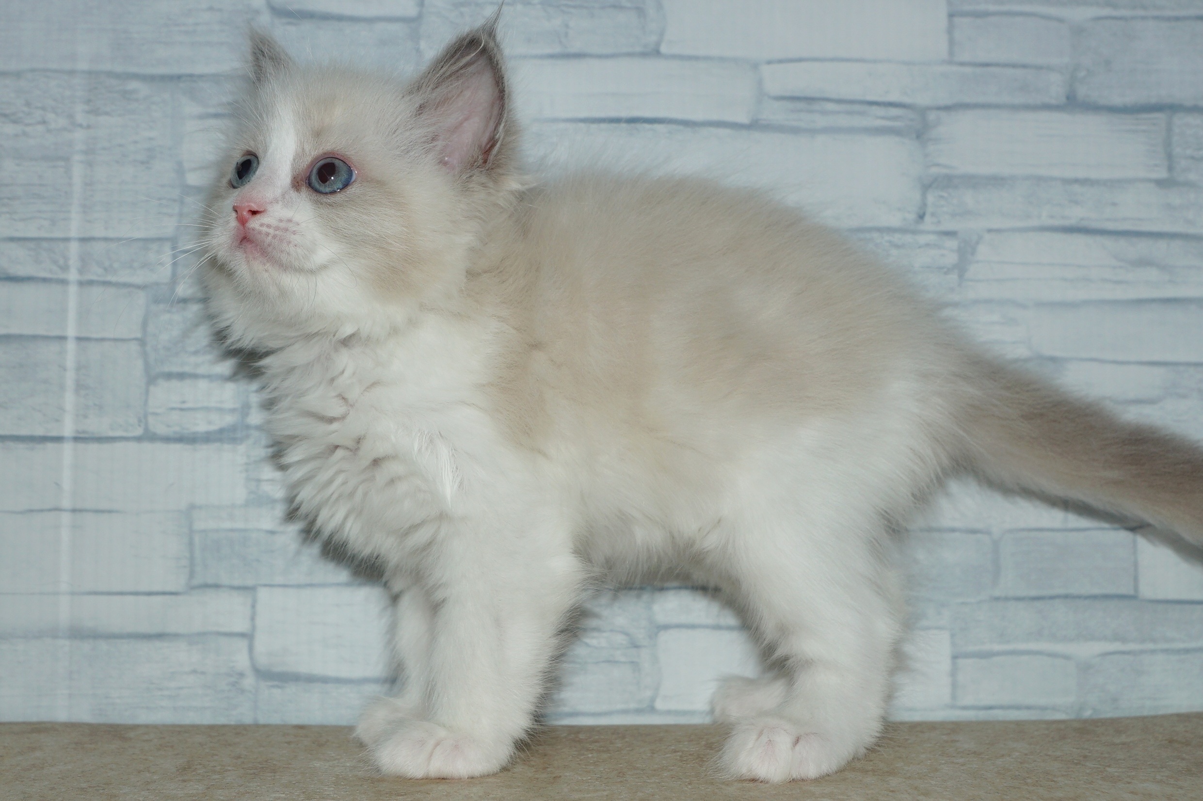 神奈川県のハーフ猫・ミックス猫 (きくちペット湘南平塚店/2025年12月11日生まれ/男の子/ブルーポイントバイカラー)の子猫の2枚目の画像