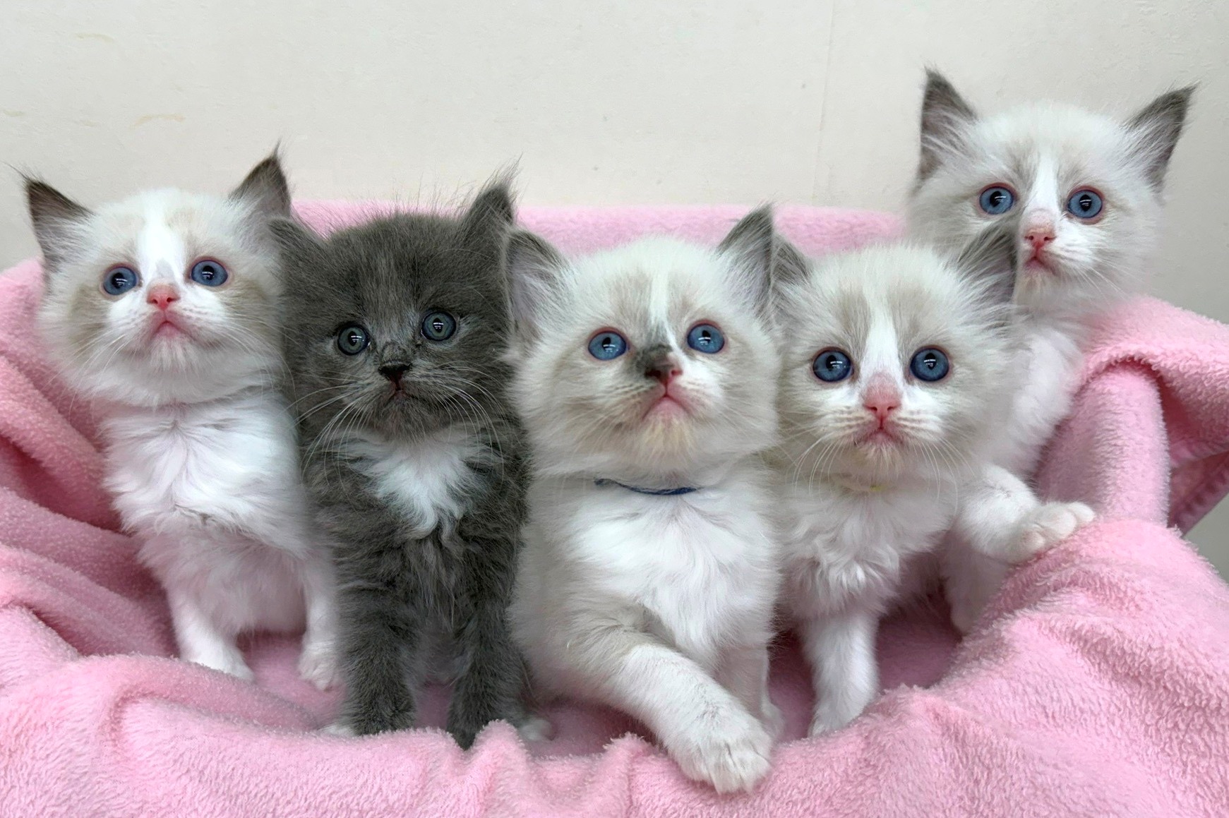 神奈川県のハーフ猫・ミックス猫 (きくちペット南足柄本店/2025年12月11日生まれ/男の子/ブルーポイントバイカラー)の子猫の1枚目の画像