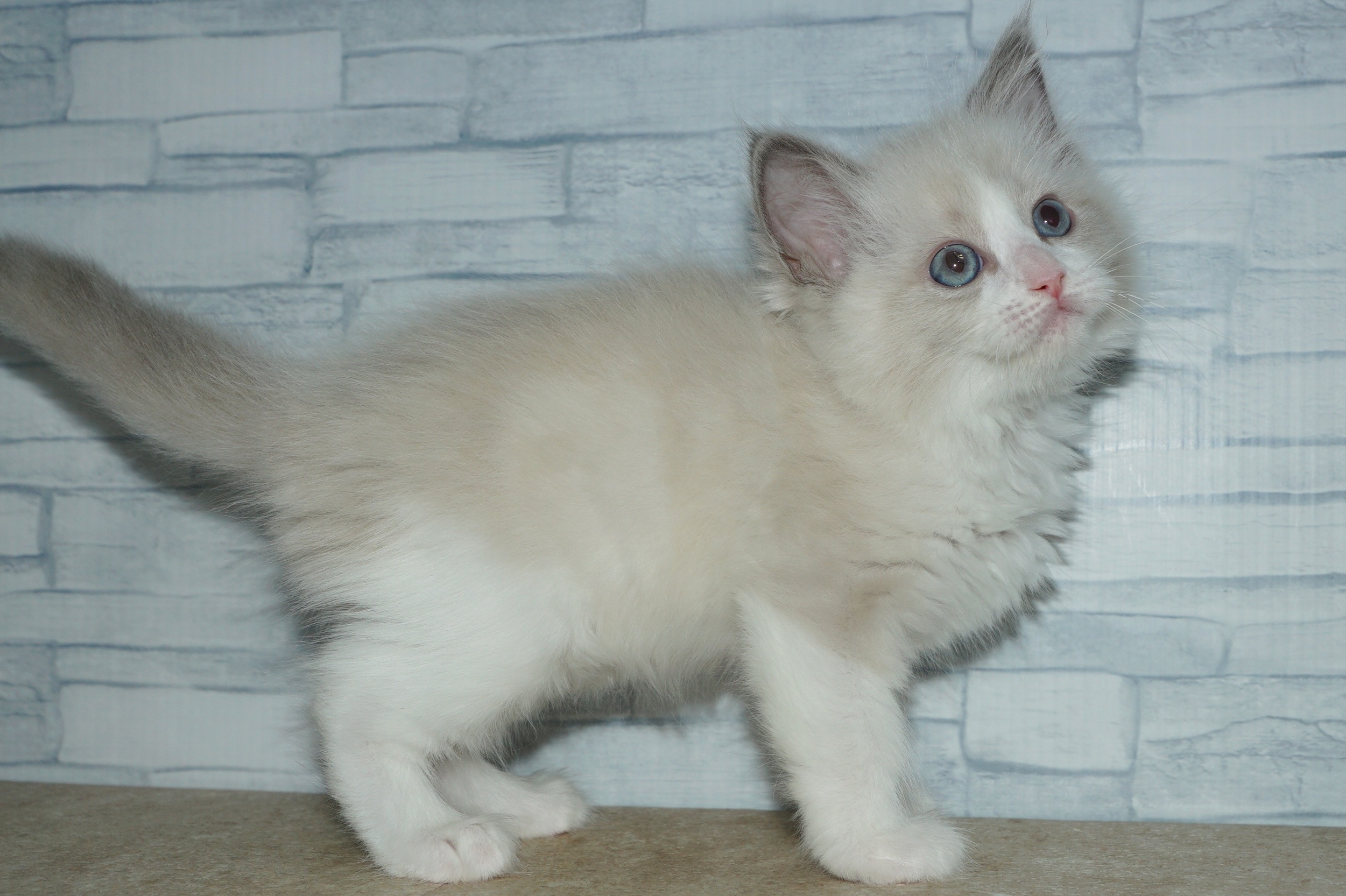 神奈川県のハーフ猫・ミックス猫 (きくちペット湘南平塚店/2025年12月11日生まれ/男の子/ブルーポイントバイカラー)の子猫の3枚目の画像