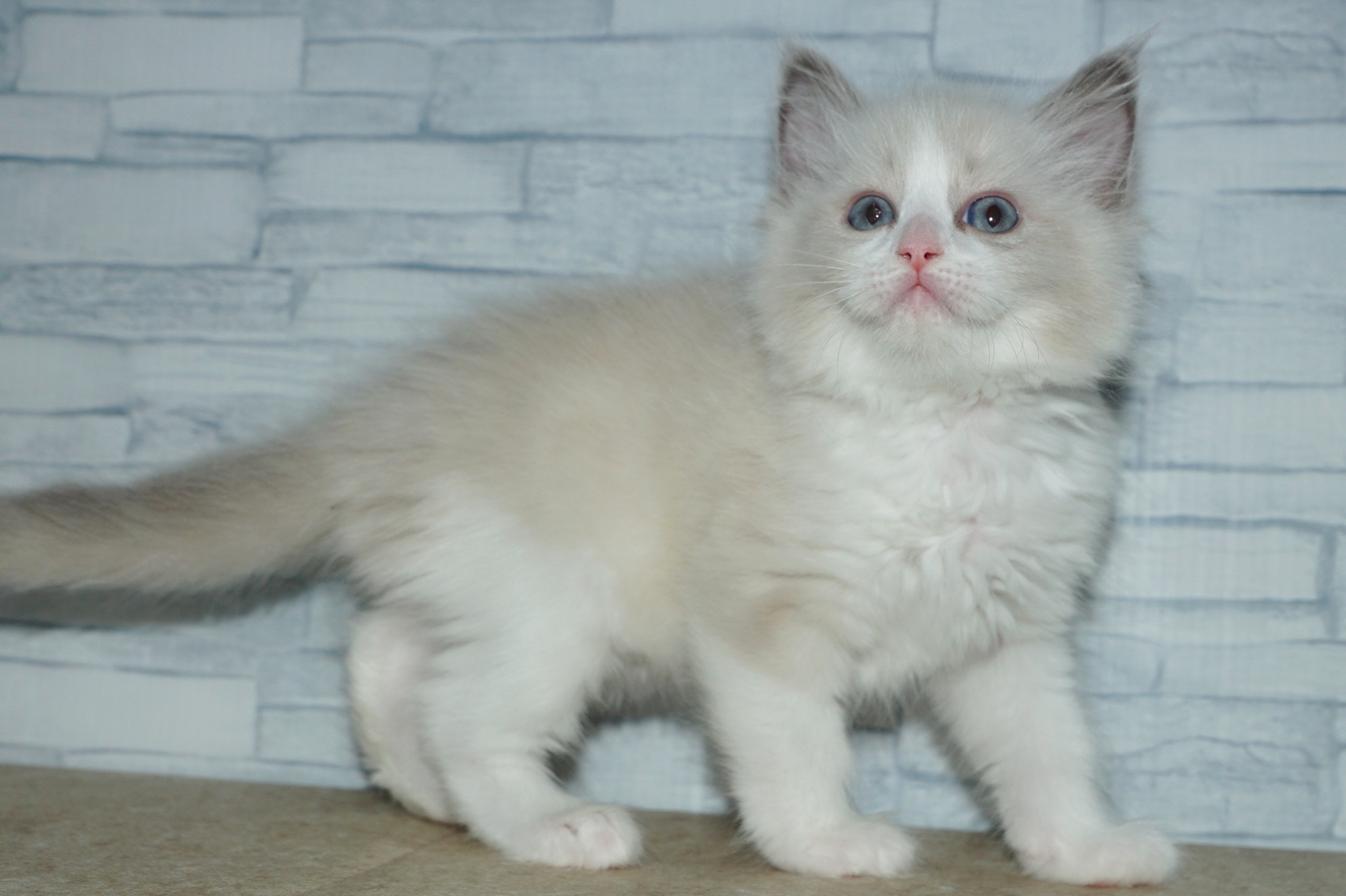 神奈川県のハーフ猫・ミックス猫 (きくちペット湘南平塚店/2025年12月11日生まれ/男の子/ブルーポイントバイカラー)の子猫の4枚目の画像