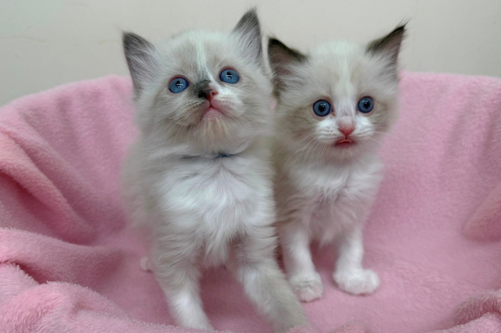 神奈川県のハーフ猫・ミックス猫 (きくちペット南足柄本店/2025年12月11日生まれ/女の子/シールポイントバイカラー)の子猫の2枚目の画像