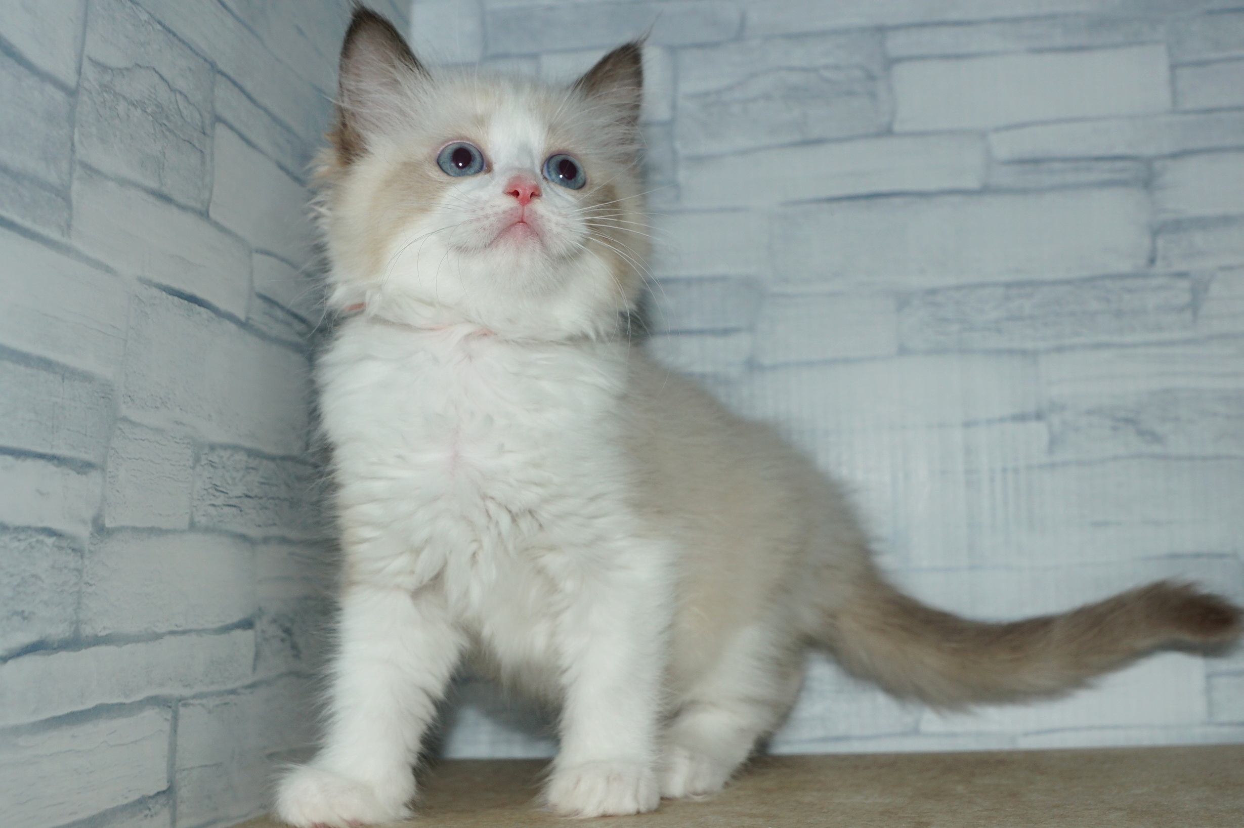 神奈川県のハーフ猫・ミックス猫 (きくちペット湘南平塚店/2025年12月11日生まれ/女の子/シールポイントバイカラー)の子猫の4枚目の画像