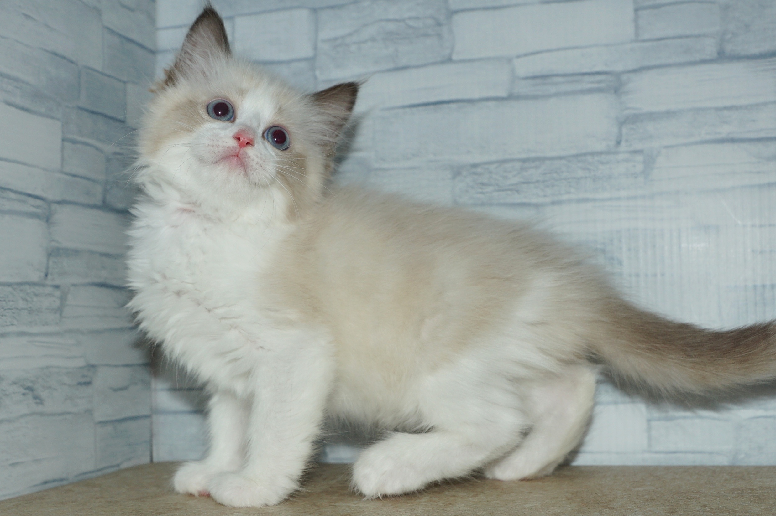 神奈川県のハーフ猫・ミックス猫 (きくちペット湘南平塚店/2025年12月11日生まれ/女の子/シールポイントバイカラー)の子猫の3枚目の画像