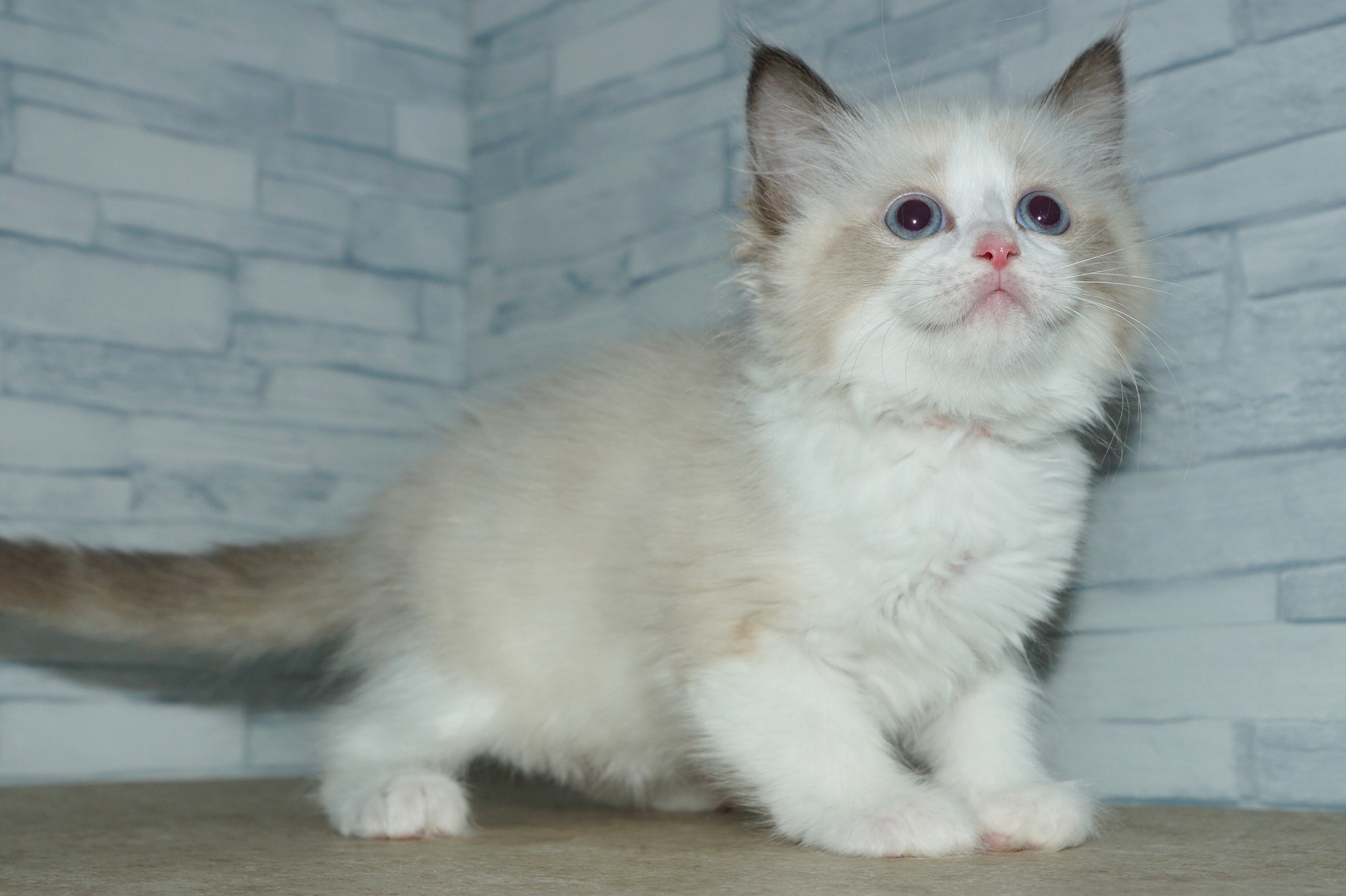 神奈川県のハーフ猫・ミックス猫 (きくちペット湘南平塚店/2025年12月11日生まれ/女の子/シールポイントバイカラー)の子猫の2枚目の画像