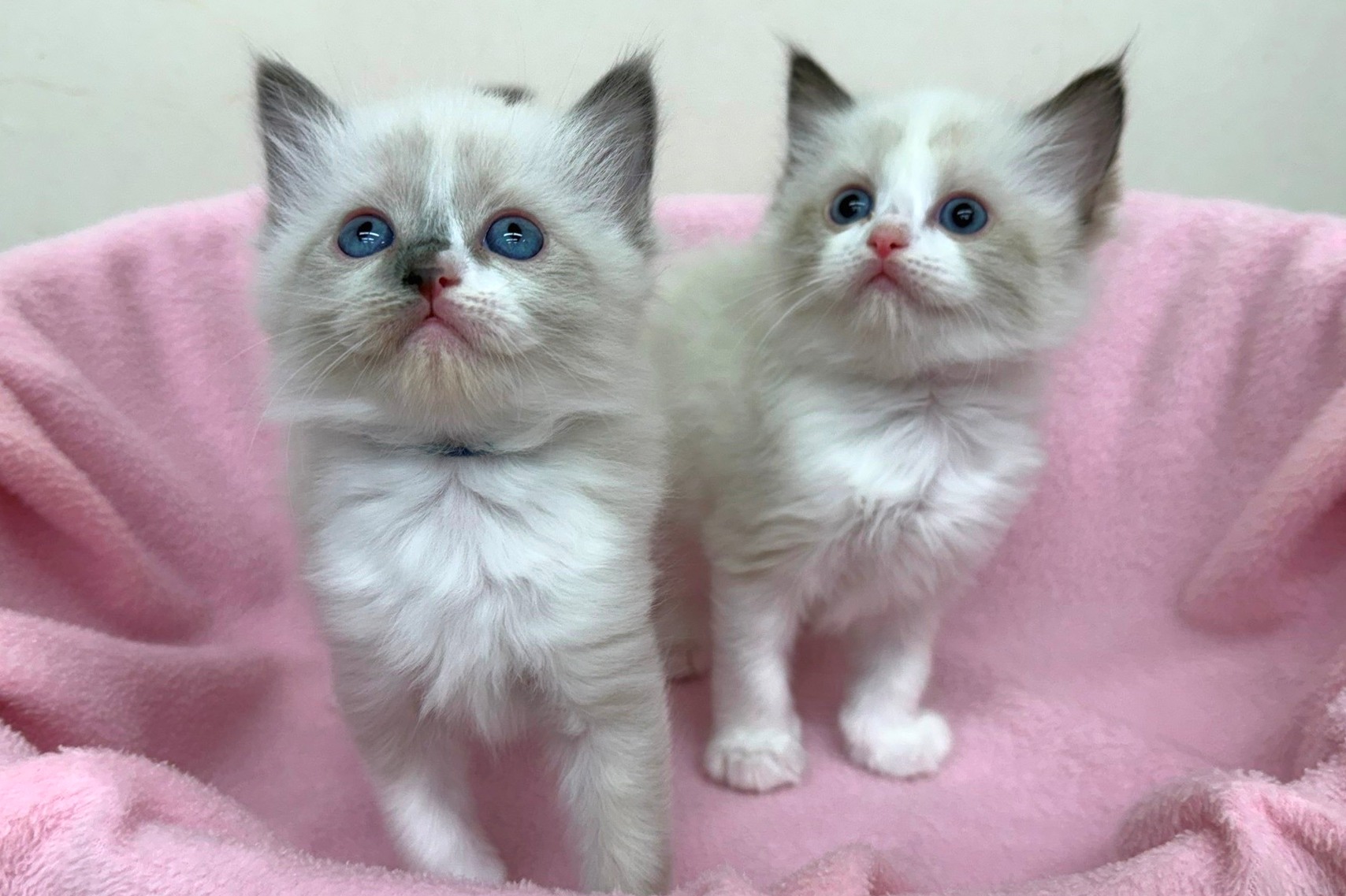 神奈川県のハーフ猫・ミックス猫 (きくちペット南足柄本店/2025年12月11日生まれ/女の子/シールポイントバイカラー)の子猫の3枚目の画像