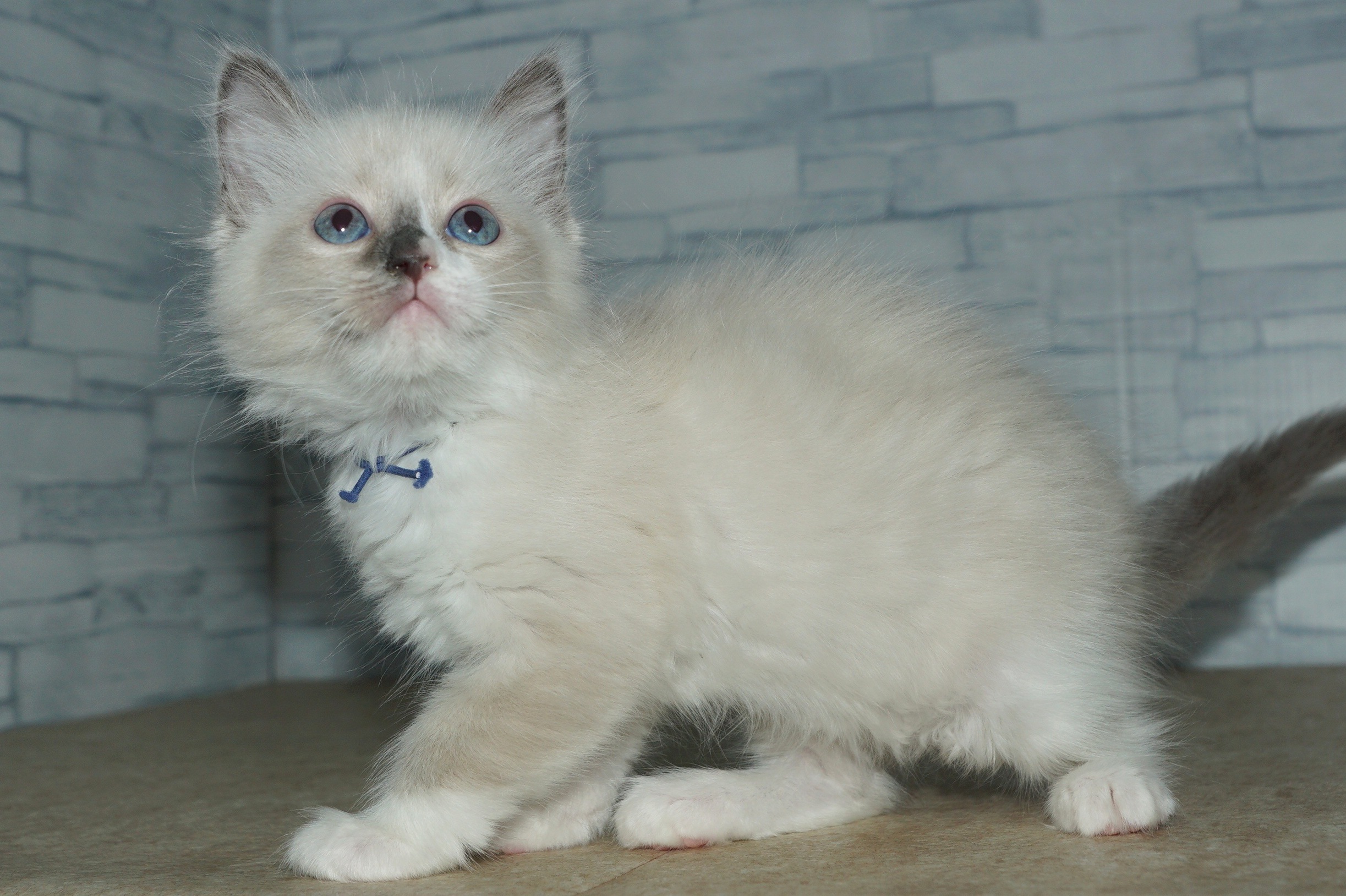 神奈川県のハーフ猫・ミックス猫 (きくちペット湘南平塚店/2025年12月11日生まれ/女の子/ブルーポイント)の子猫の2枚目の画像