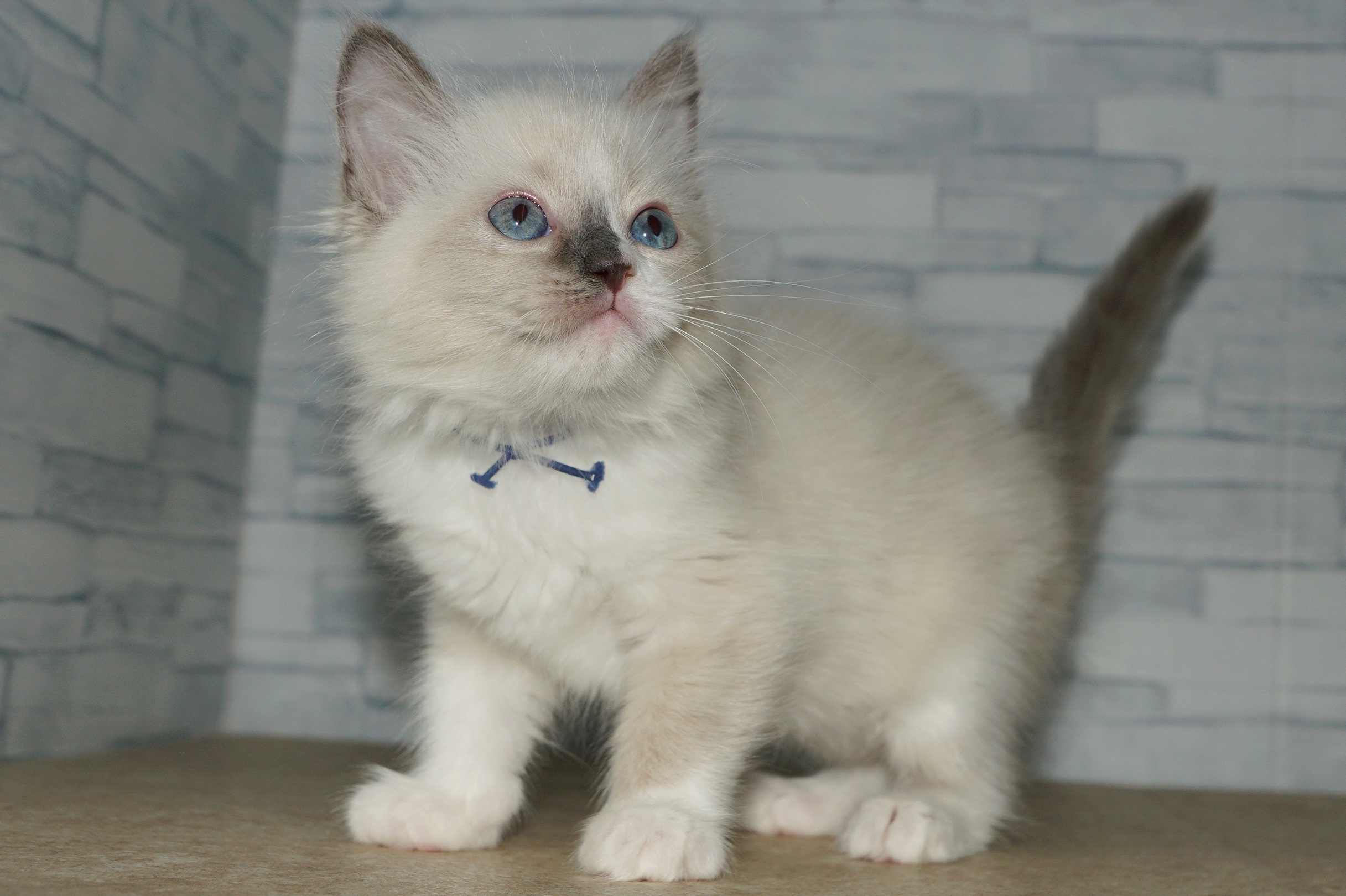 神奈川県のハーフ猫・ミックス猫 (きくちペット湘南平塚店/2025年12月11日生まれ/女の子/ブルーポイント)の子猫の3枚目の画像