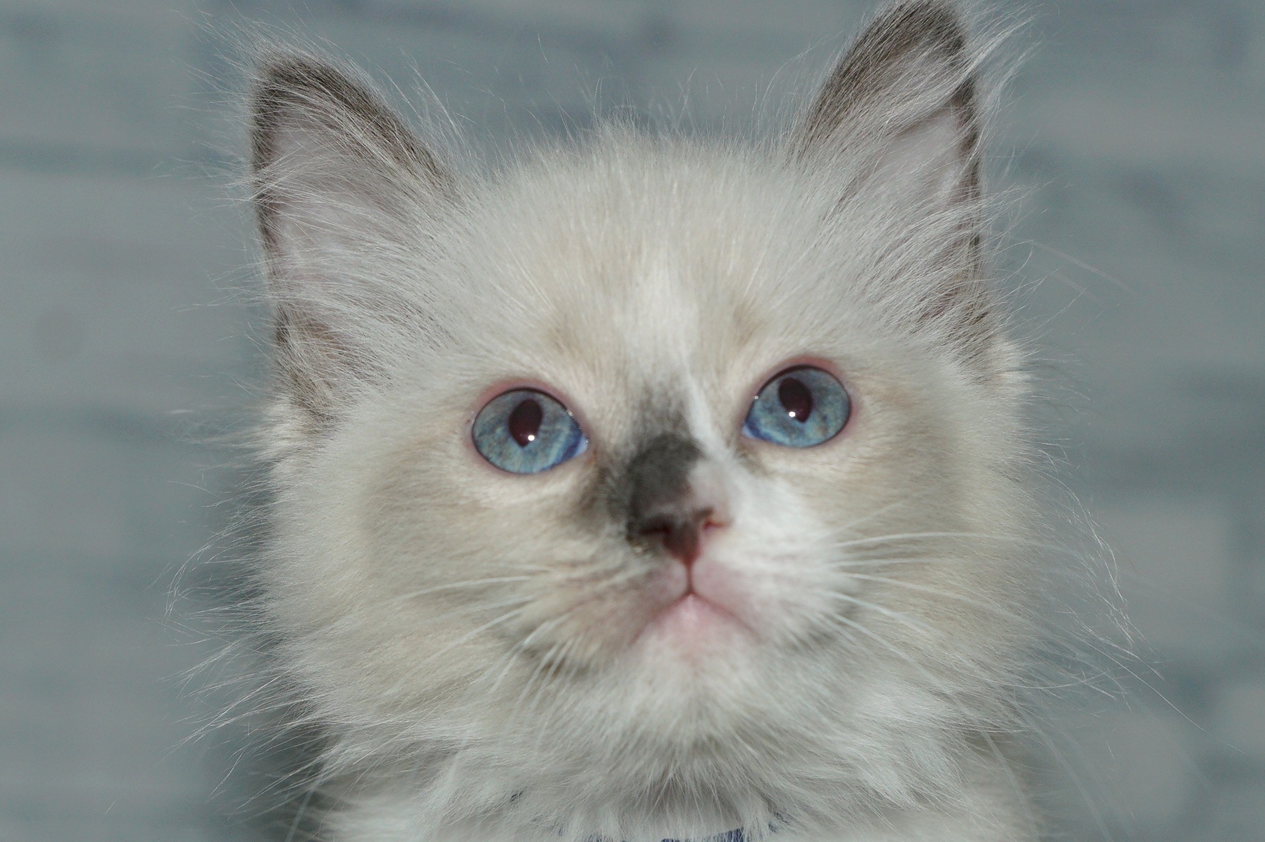 神奈川県のハーフ猫・ミックス猫 (きくちペット湘南平塚店/2025年12月11日生まれ/女の子/ブルーポイント)の子猫の1枚目の画像