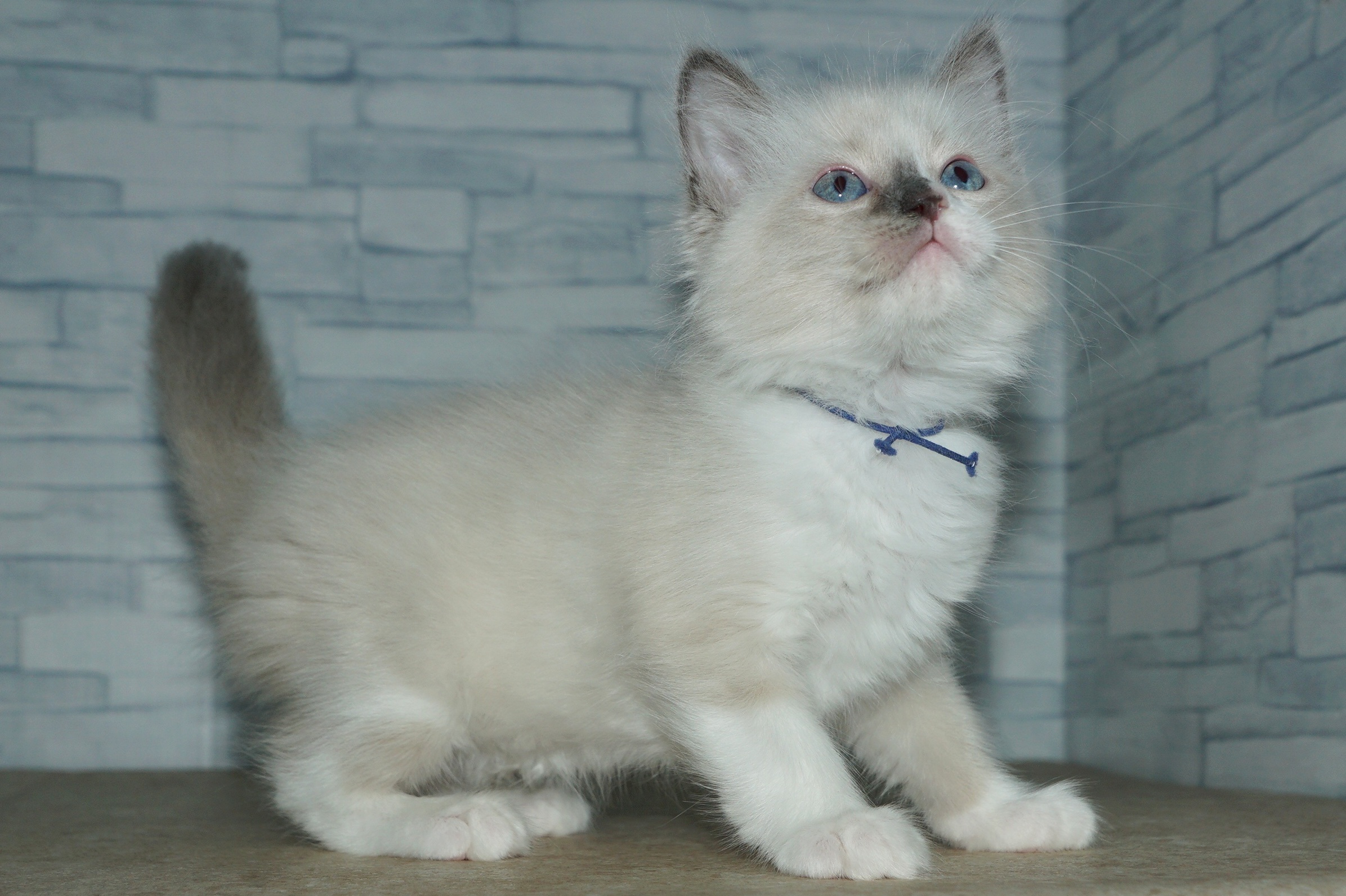 神奈川県のハーフ猫・ミックス猫 (きくちペット湘南平塚店/2025年12月11日生まれ/女の子/ブルーポイント)の子猫の4枚目の画像