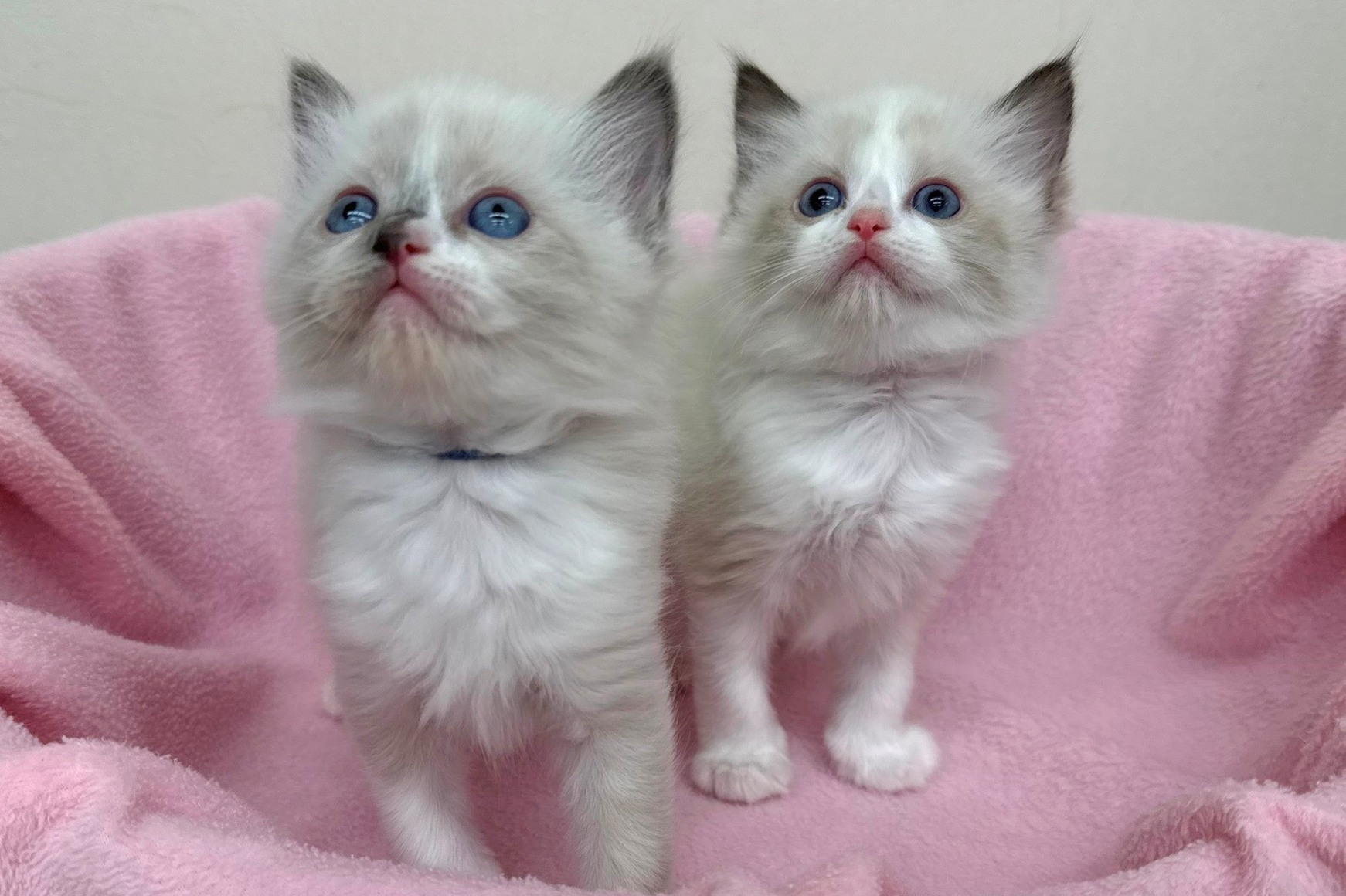 神奈川県のハーフ猫・ミックス猫 (きくちペット南足柄本店/2025年12月11日生まれ/女の子/ブルーポイント)の子猫の3枚目の画像