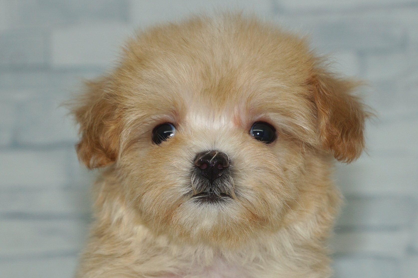 神奈川県のマルプー(マルチーズ×プードル) (きくちペット湘南平塚店/2025年11月29日生まれ/女の子/アプリコット)の子犬の1枚目の画像