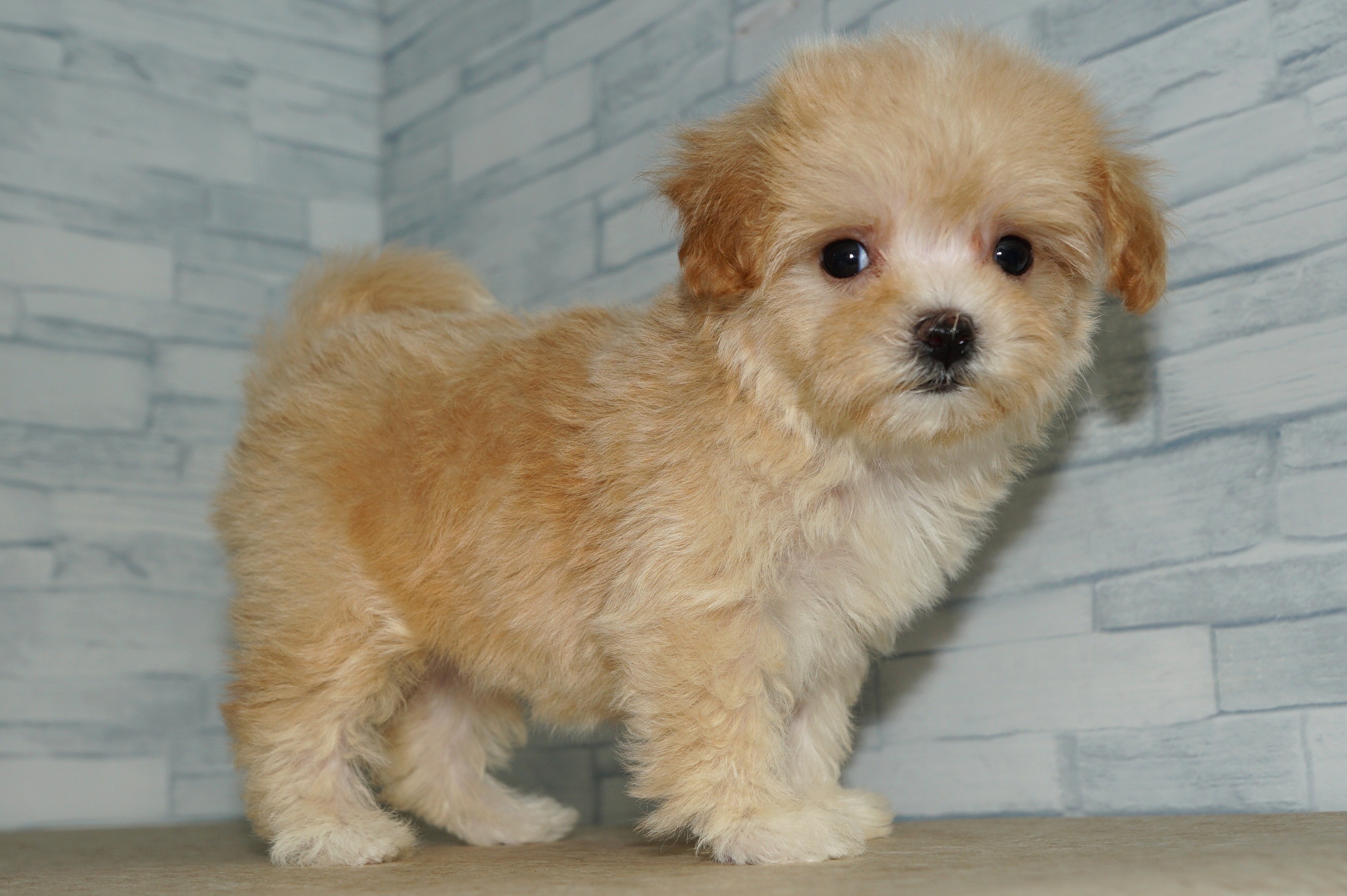 神奈川県のマルプー(マルチーズ×プードル) (きくちペット湘南平塚店/2025年11月29日生まれ/女の子/アプリコット)の子犬の2枚目の画像