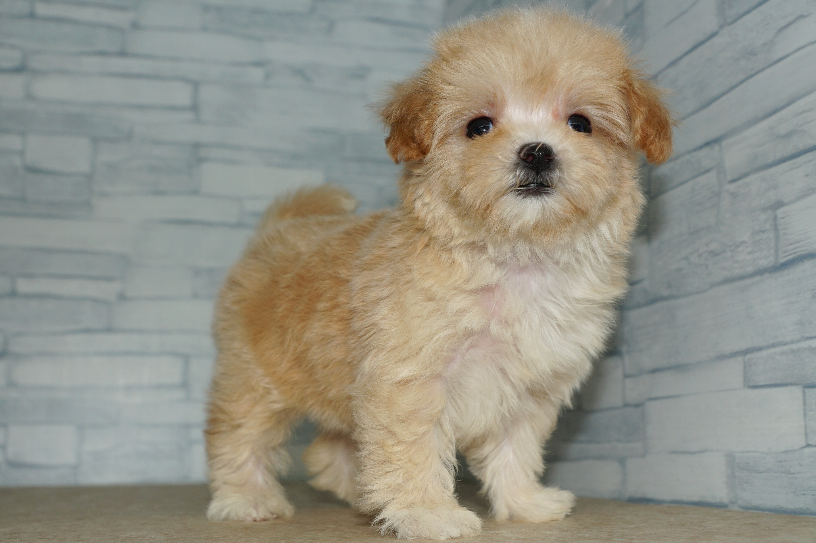 神奈川県のマルプー(マルチーズ×プードル) (きくちペット湘南平塚店/2025年11月29日生まれ/女の子/アプリコット)の子犬の3枚目の画像