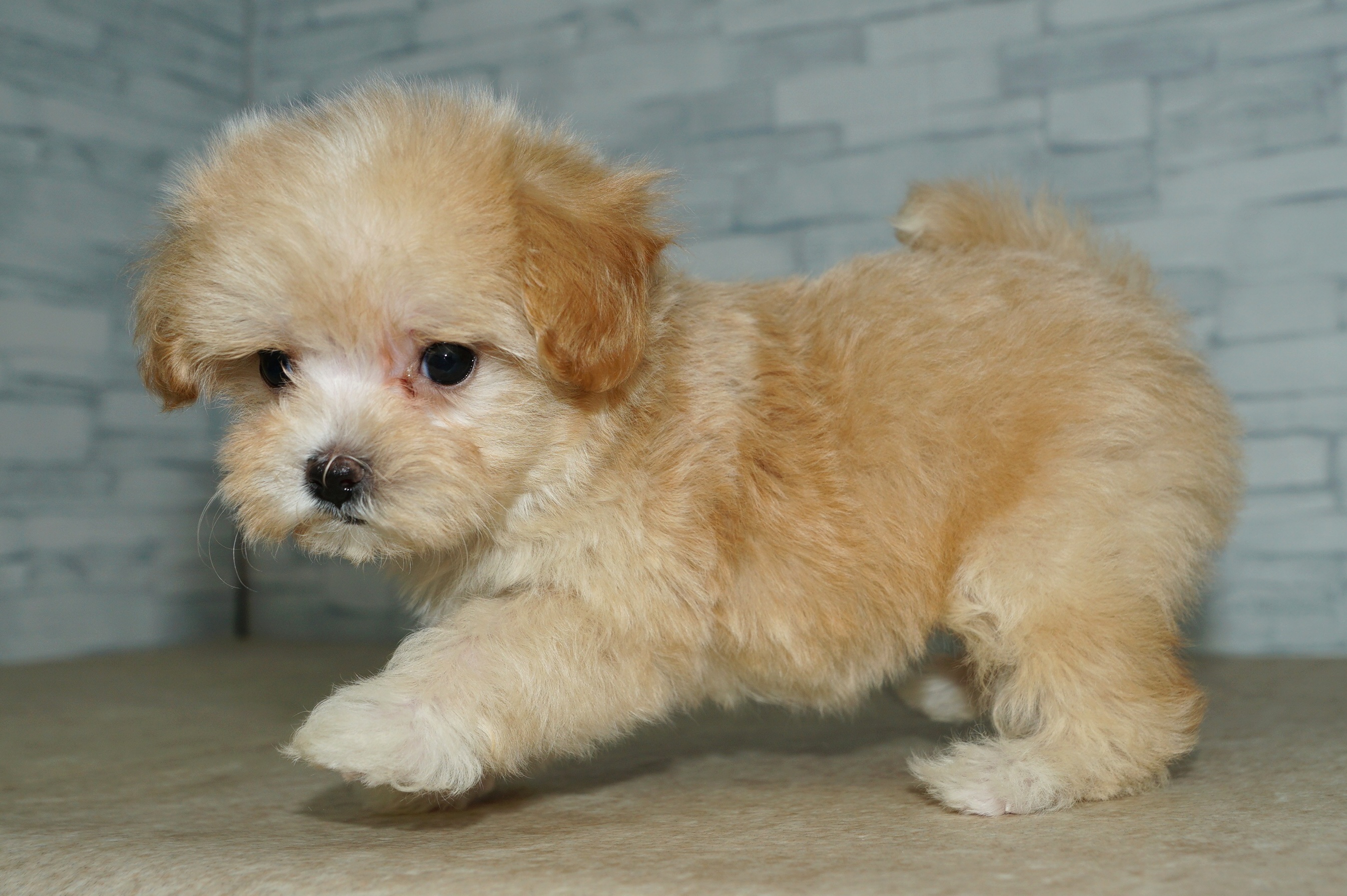 神奈川県のマルプー(マルチーズ×プードル) (きくちペット湘南平塚店/2025年11月29日生まれ/女の子/アプリコット)の子犬の4枚目の画像