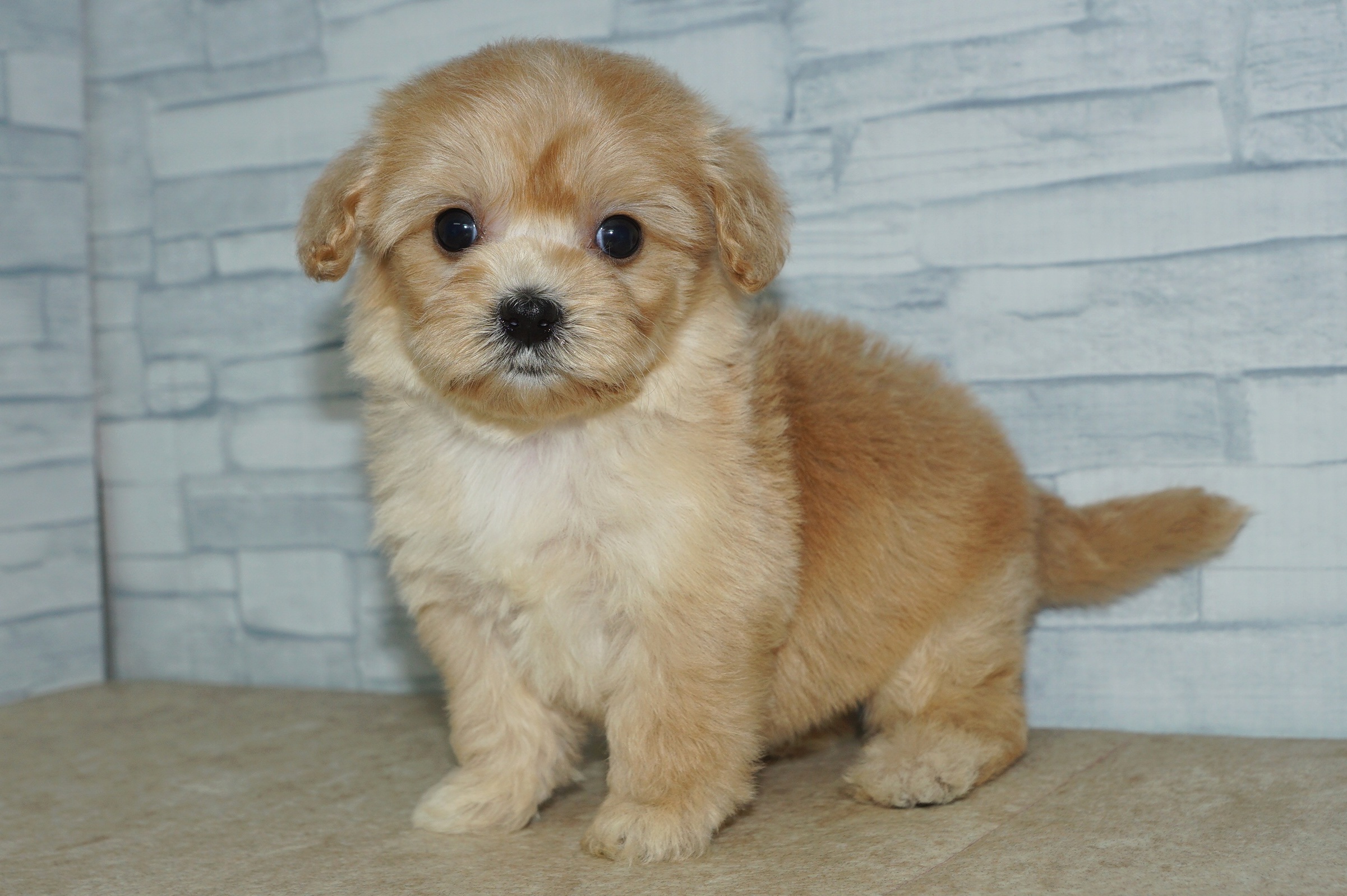 神奈川県のマルプー(マルチーズ×プードル) (きくちペット湘南平塚店/2025年11月27日生まれ/女の子/アプリコット)の子犬の4枚目の画像