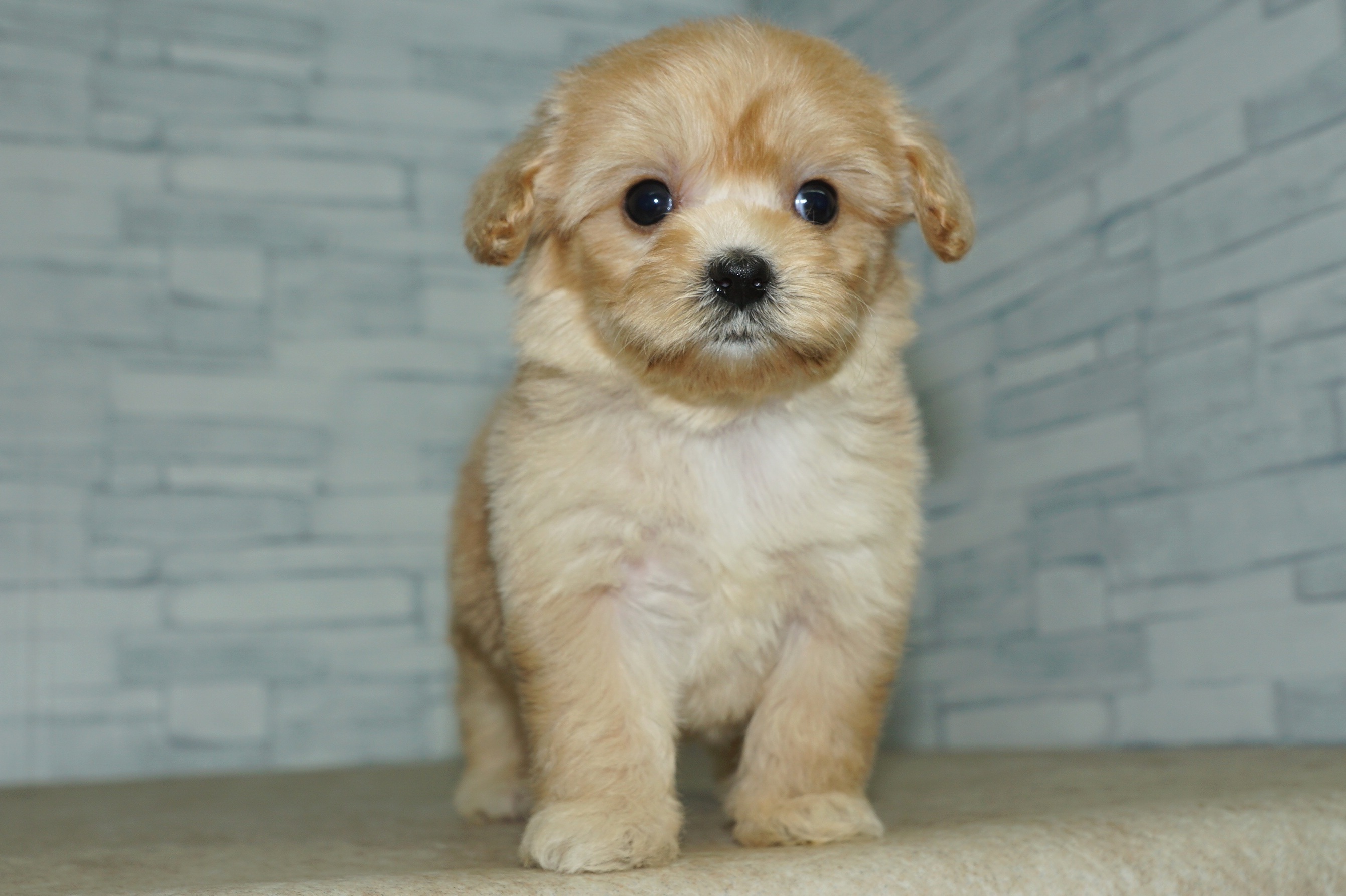 神奈川県のマルプー(マルチーズ×プードル) (きくちペット湘南平塚店/2025年11月27日生まれ/女の子/アプリコット)の子犬の3枚目の画像