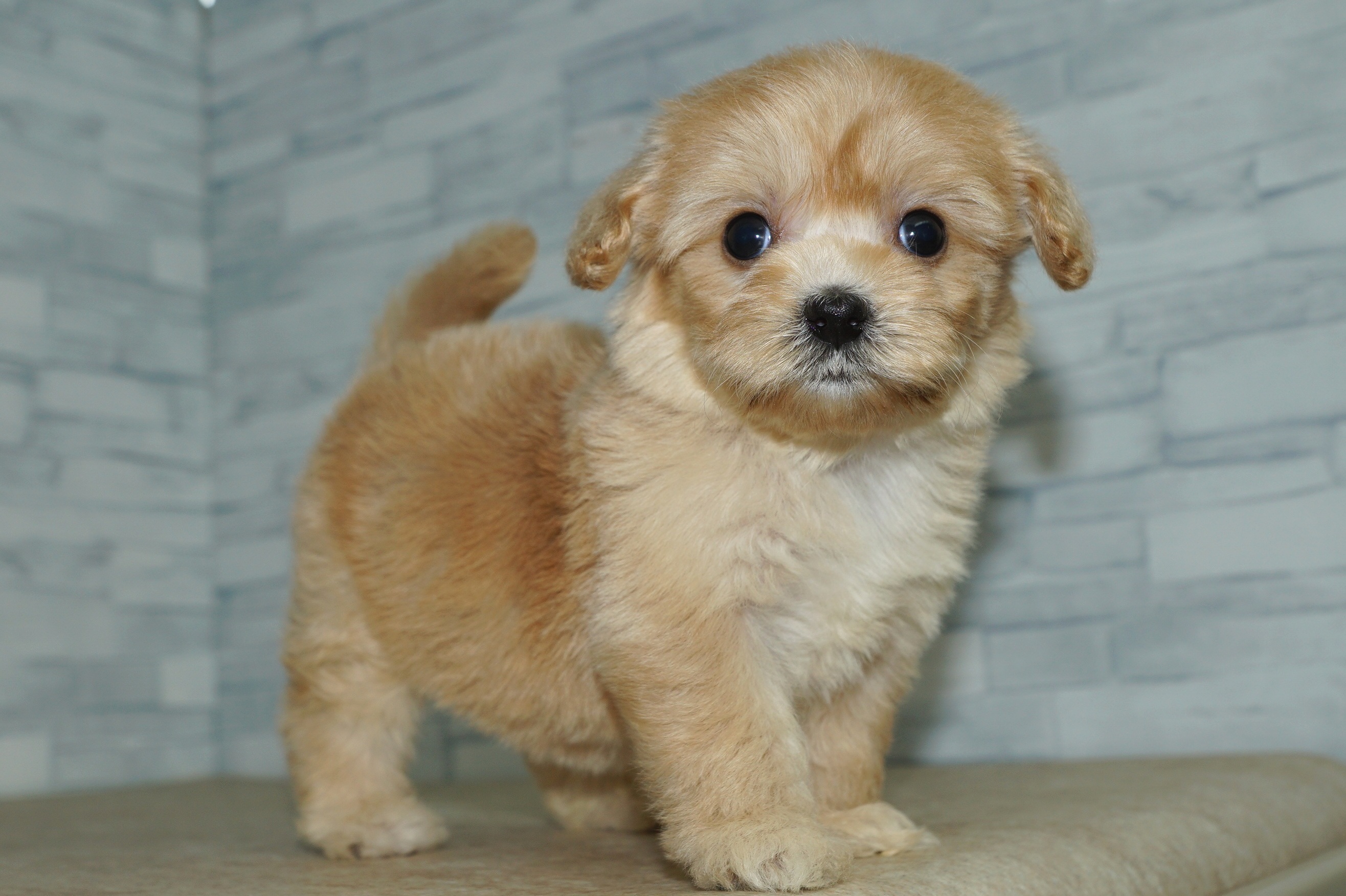 神奈川県のマルプー(マルチーズ×プードル) (きくちペット湘南平塚店/2025年11月27日生まれ/女の子/アプリコット)の子犬の2枚目の画像