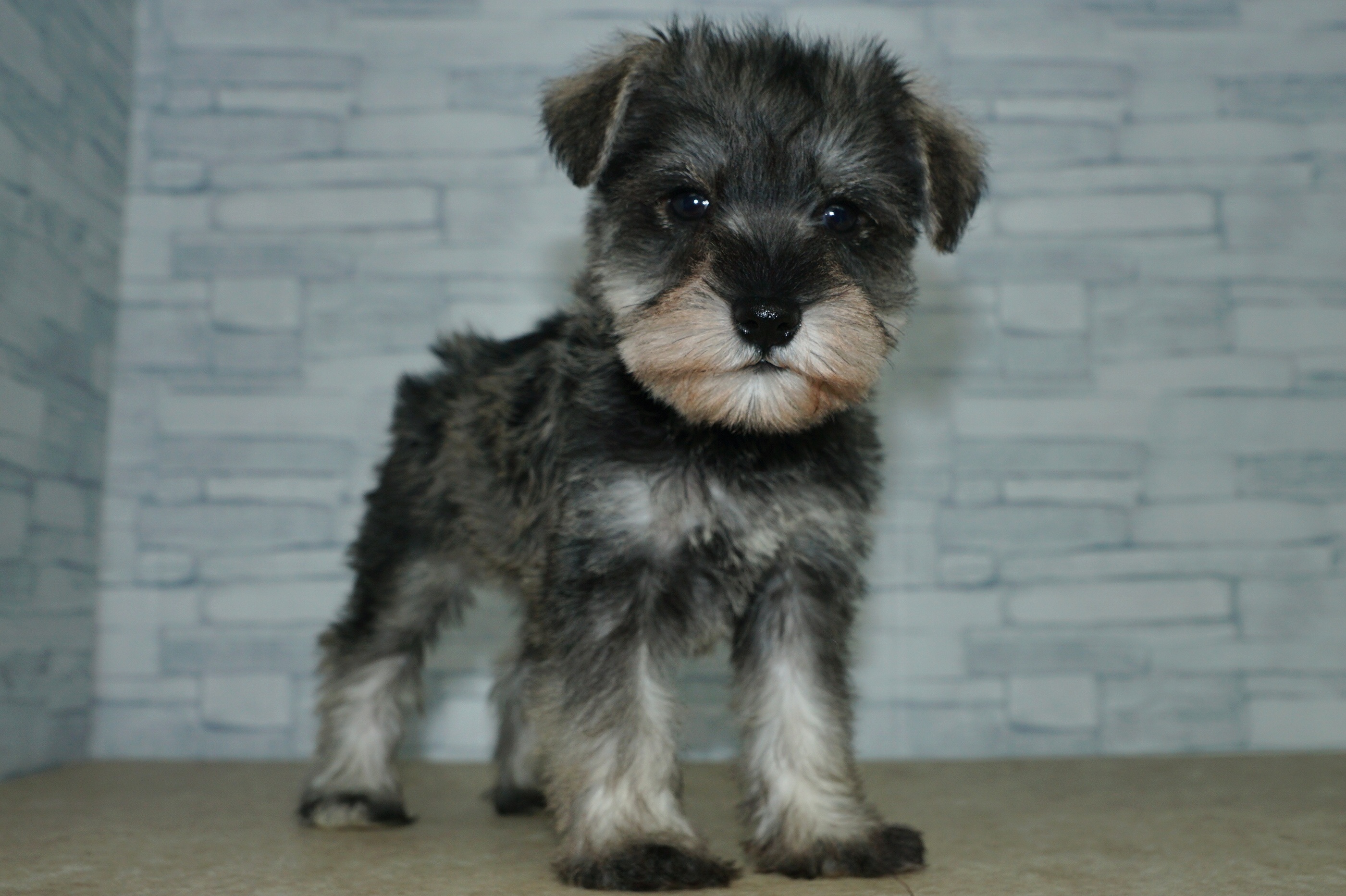 神奈川県のミニチュアシュナウザー (きくちペット湘南平塚店/2025年11月28日生まれ/女の子/ソルトペッパー)の子犬の3枚目の画像