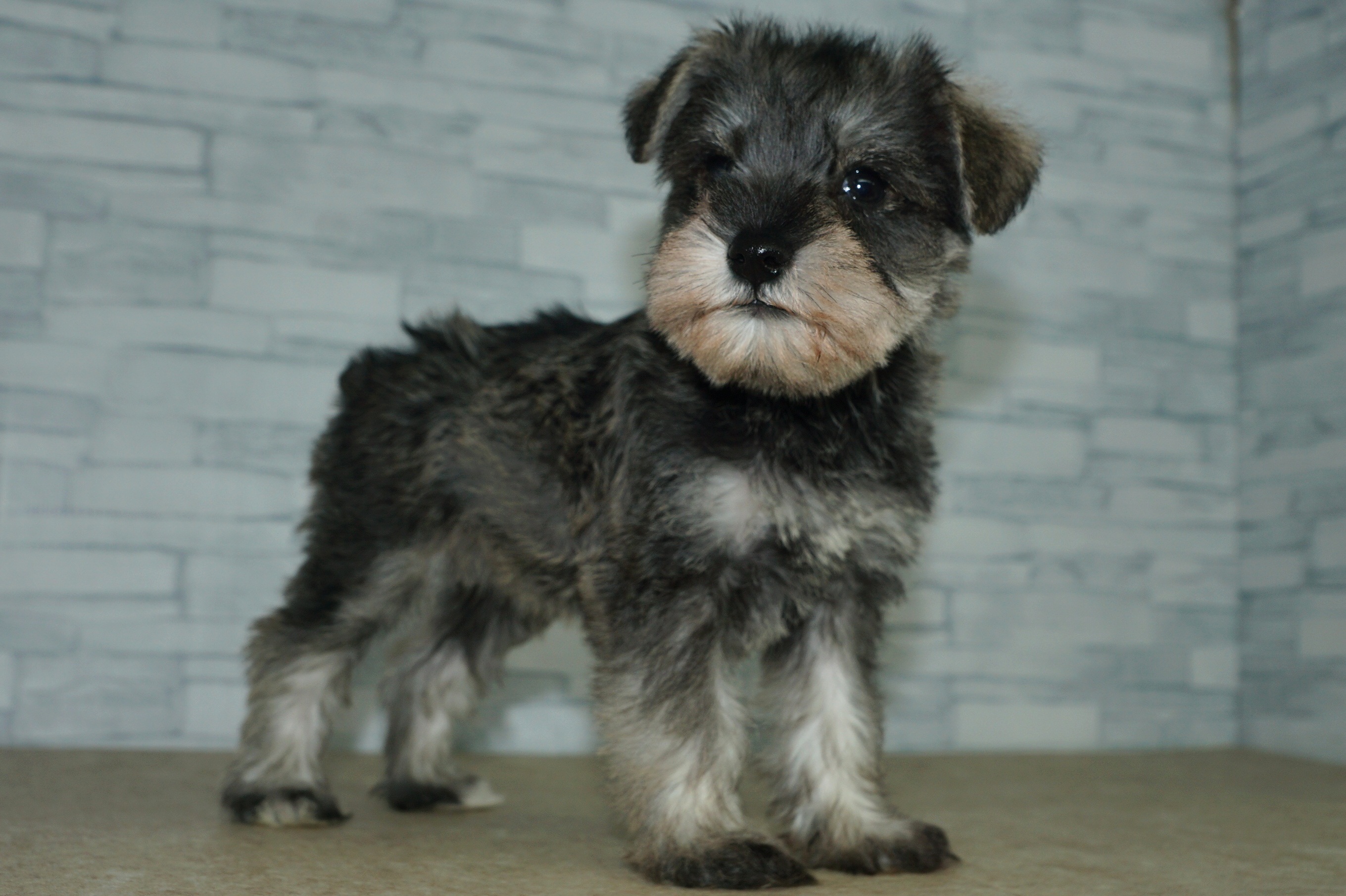 神奈川県のミニチュアシュナウザー (きくちペット湘南平塚店/2025年11月28日生まれ/女の子/ソルトペッパー)の子犬の2枚目の画像