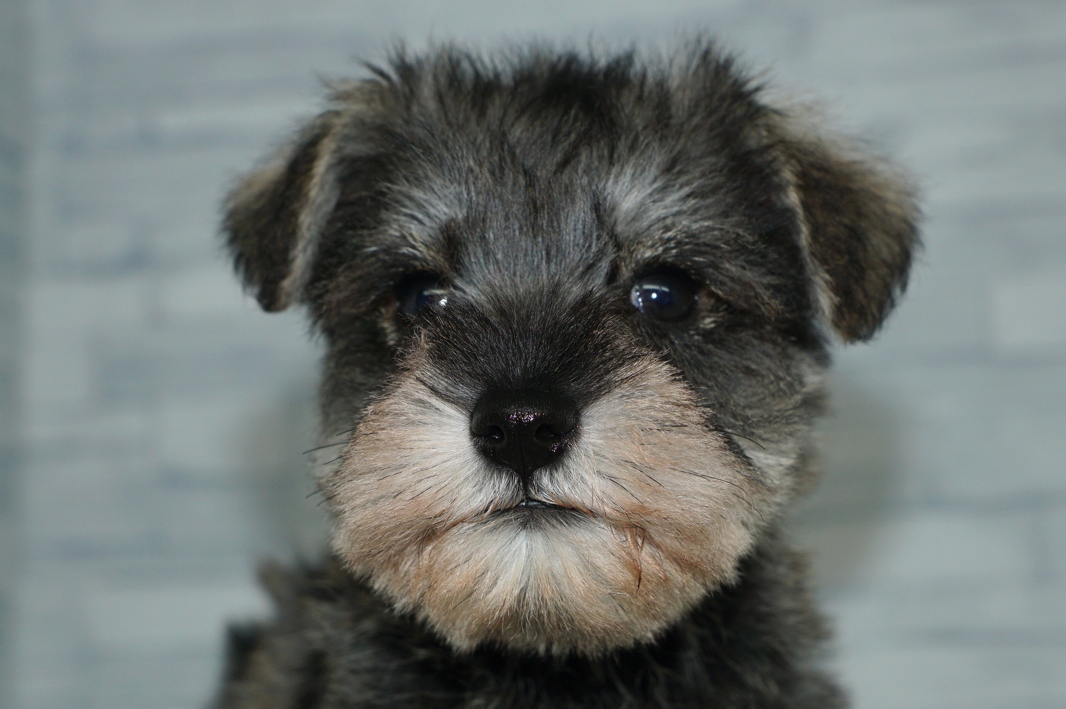 神奈川県のミニチュアシュナウザー (きくちペット湘南平塚店/2025年11月28日生まれ/女の子/ソルトペッパー)の子犬の1枚目の画像