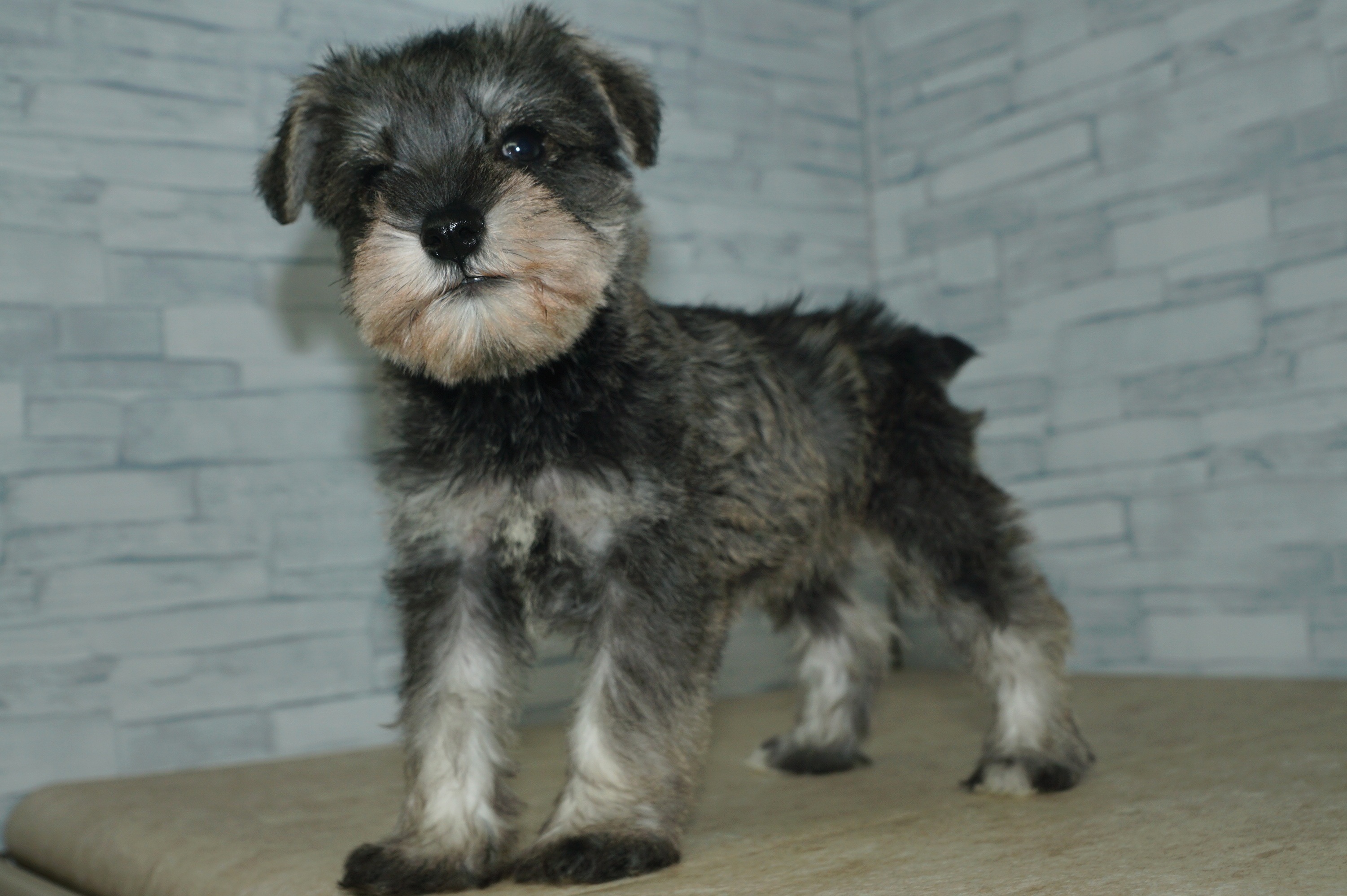 神奈川県のミニチュアシュナウザー (きくちペット湘南平塚店/2025年11月28日生まれ/女の子/ソルトペッパー)の子犬の4枚目の画像