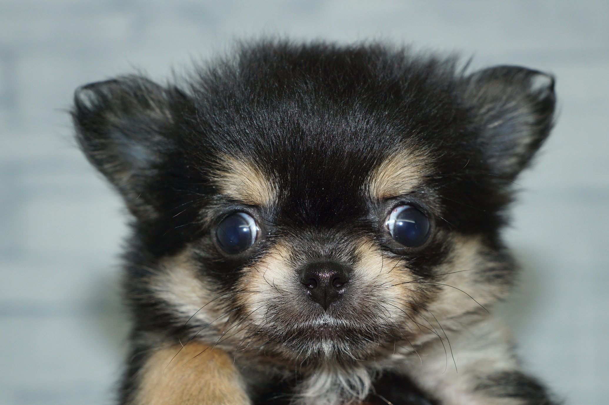 神奈川県のチワワ(ロング) (きくちペット湘南平塚店/2025年11月29日生まれ/女の子/ブラックタンホワイト)の子犬の1枚目の画像